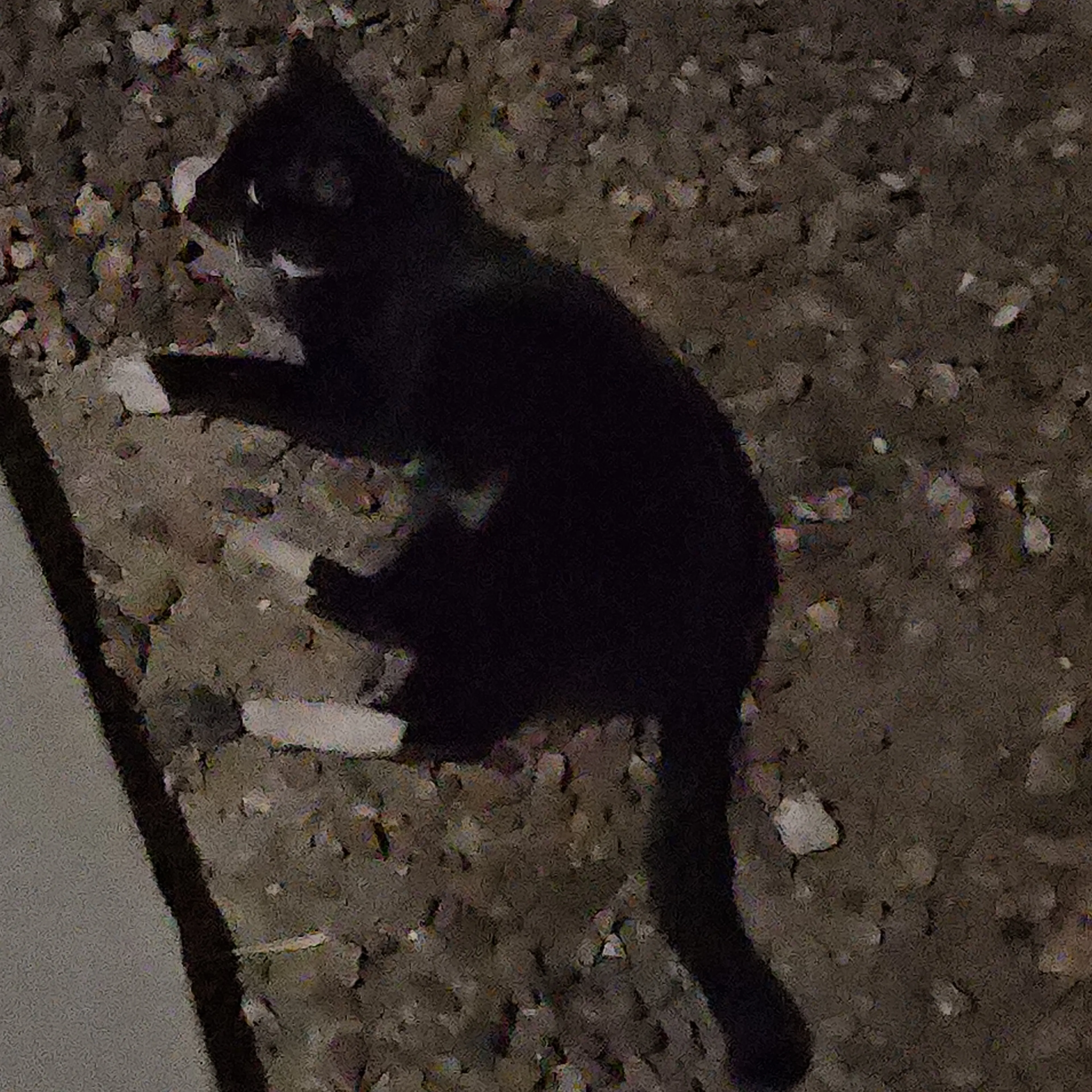 Lost pet-1