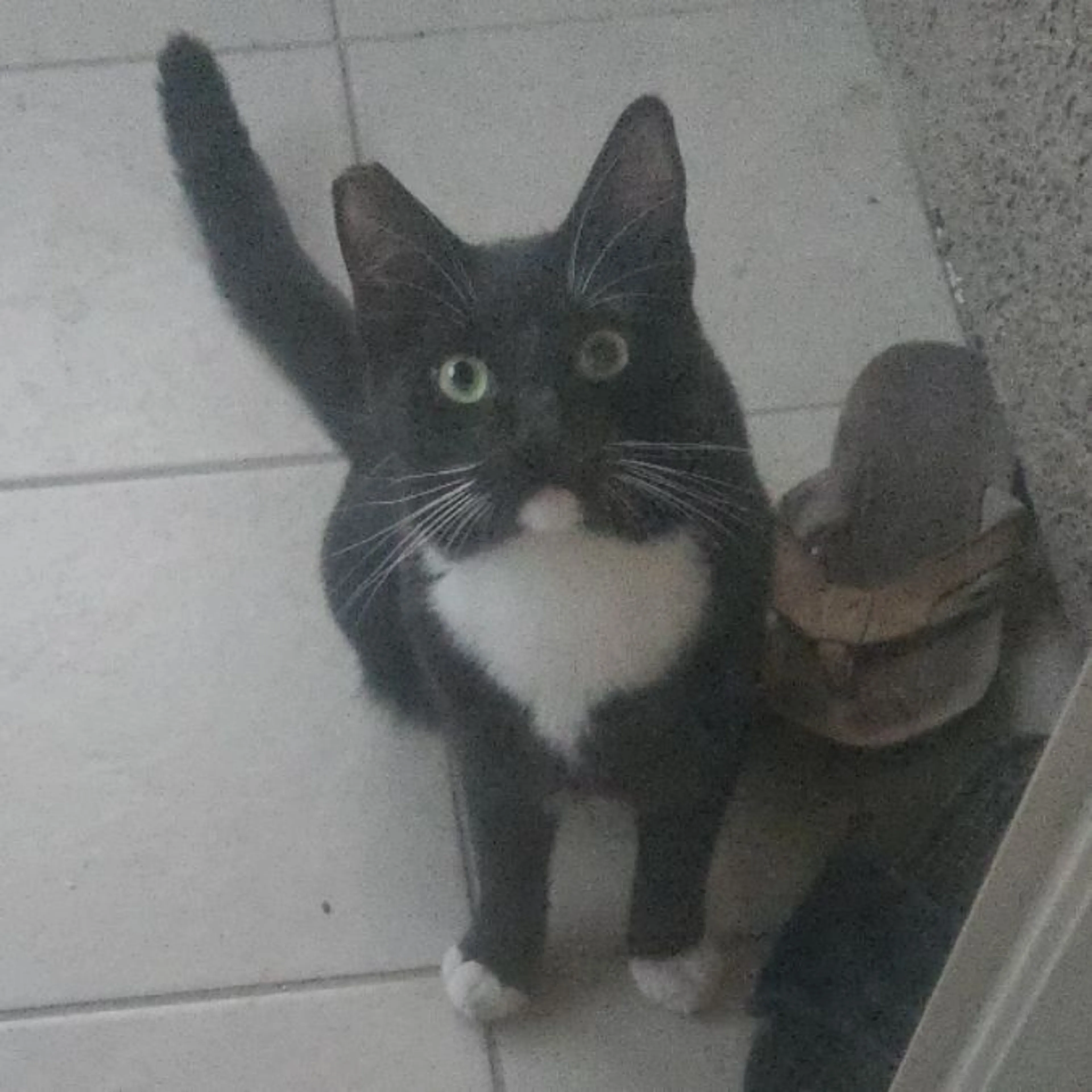 Lost pet-0