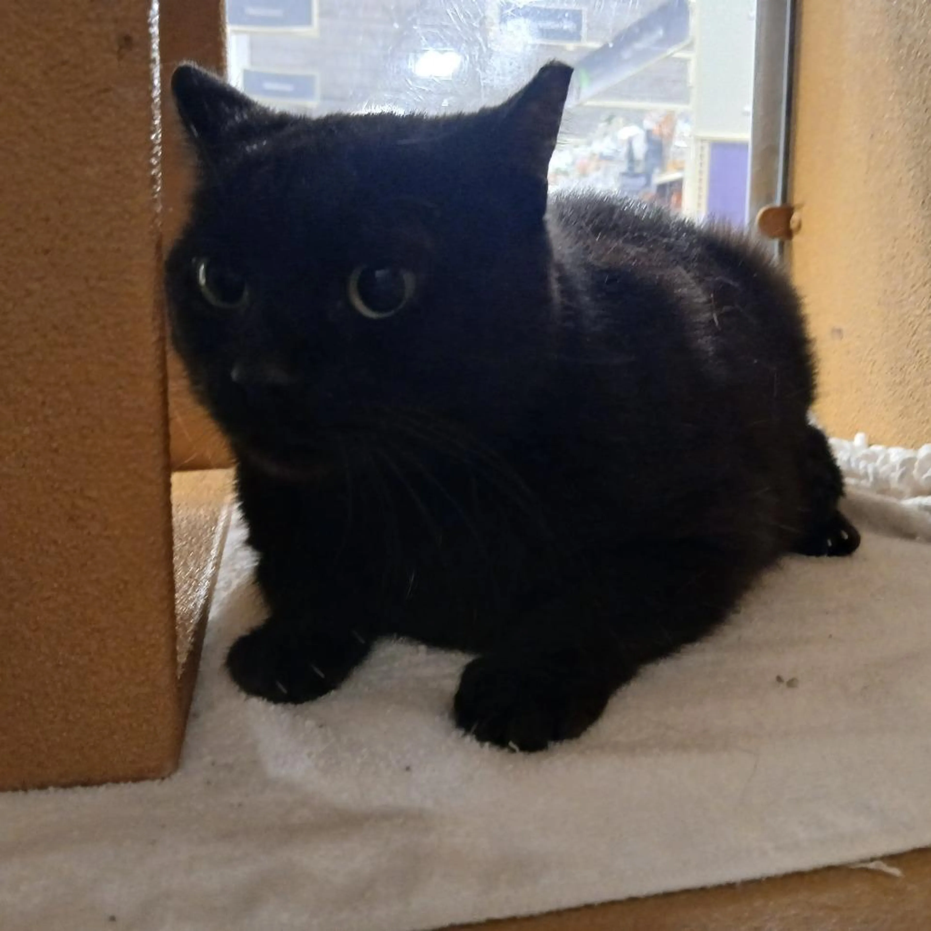 Found pet