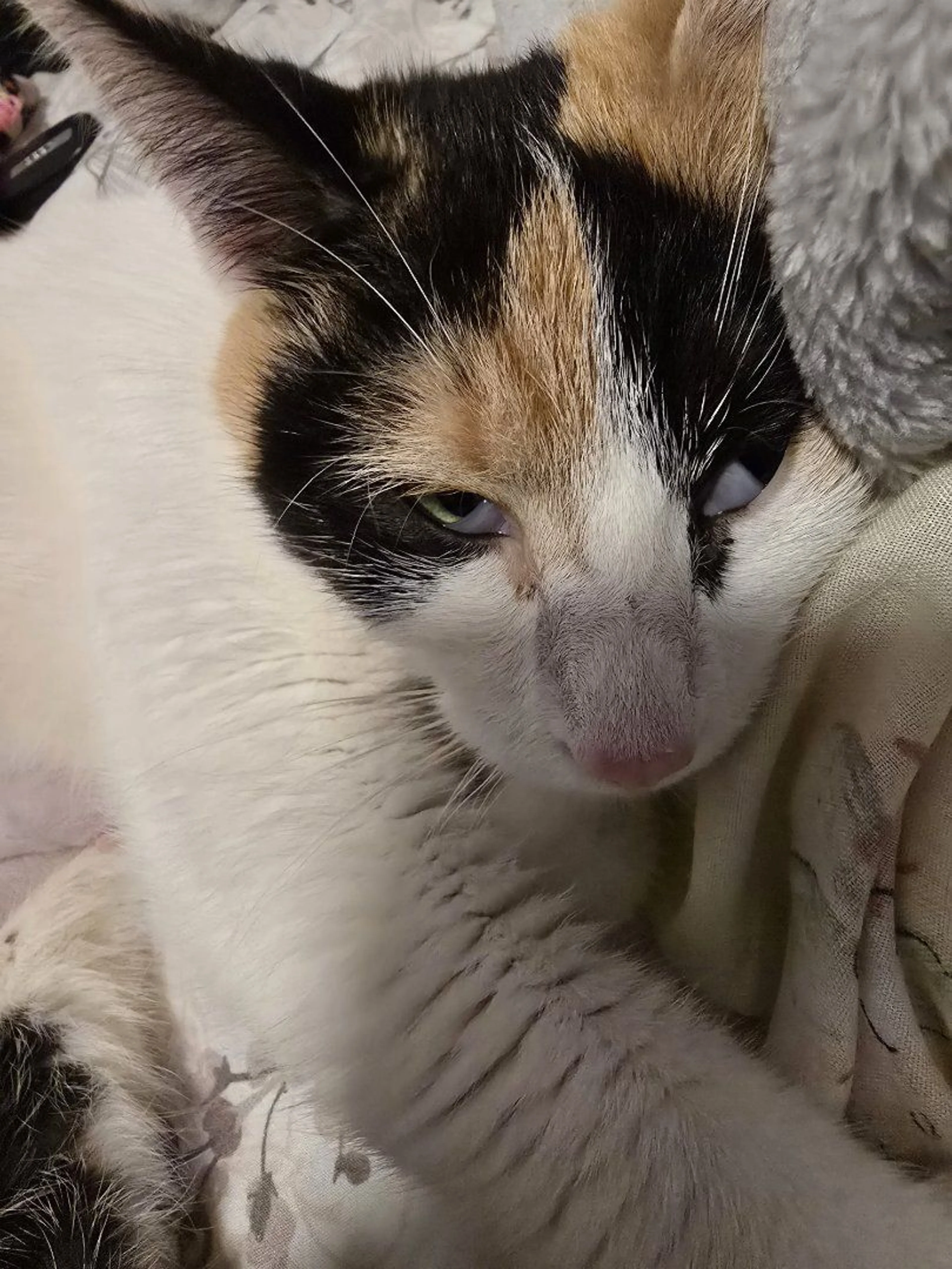 Lost pet-2