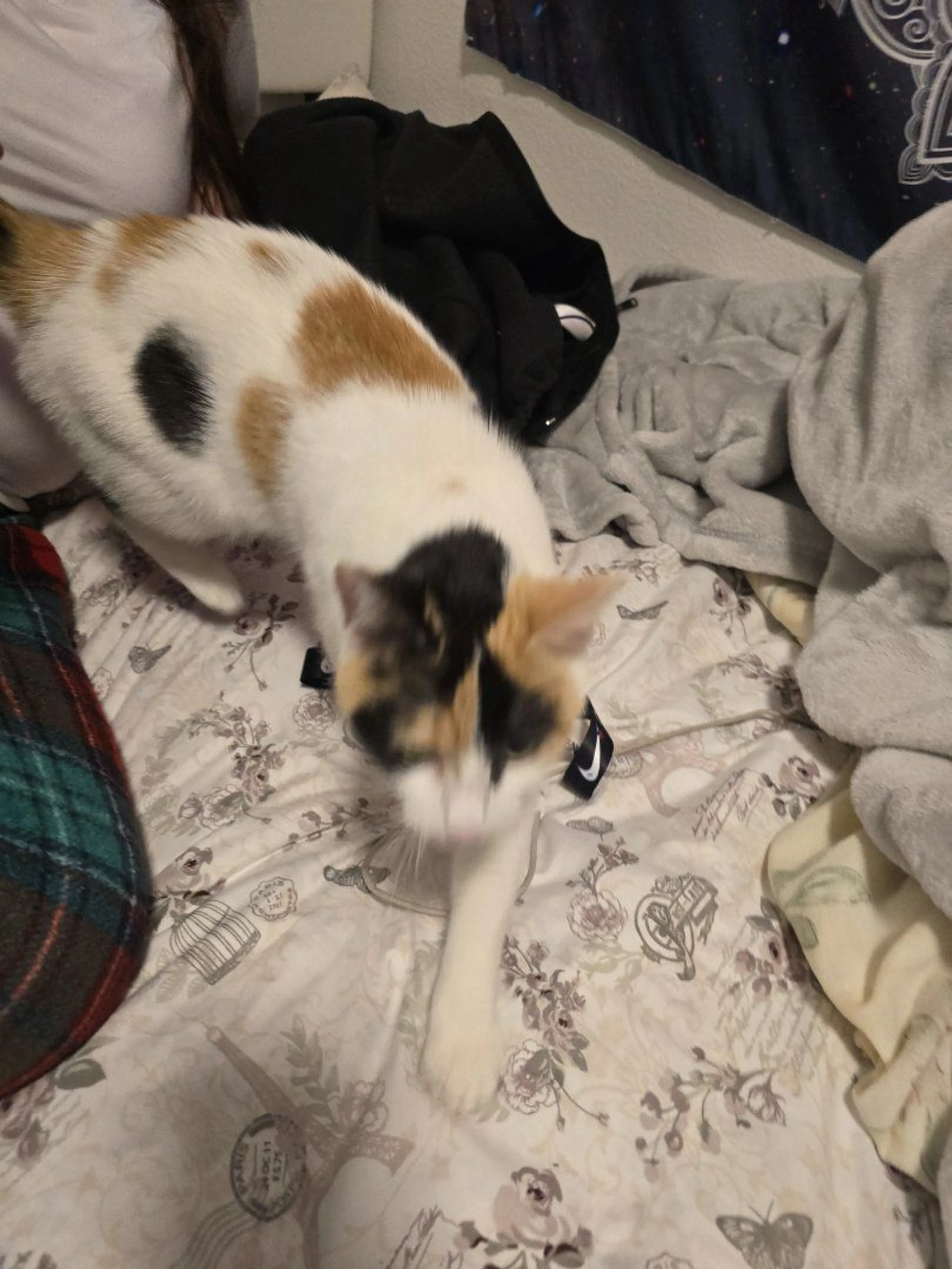 Lost pet-1
