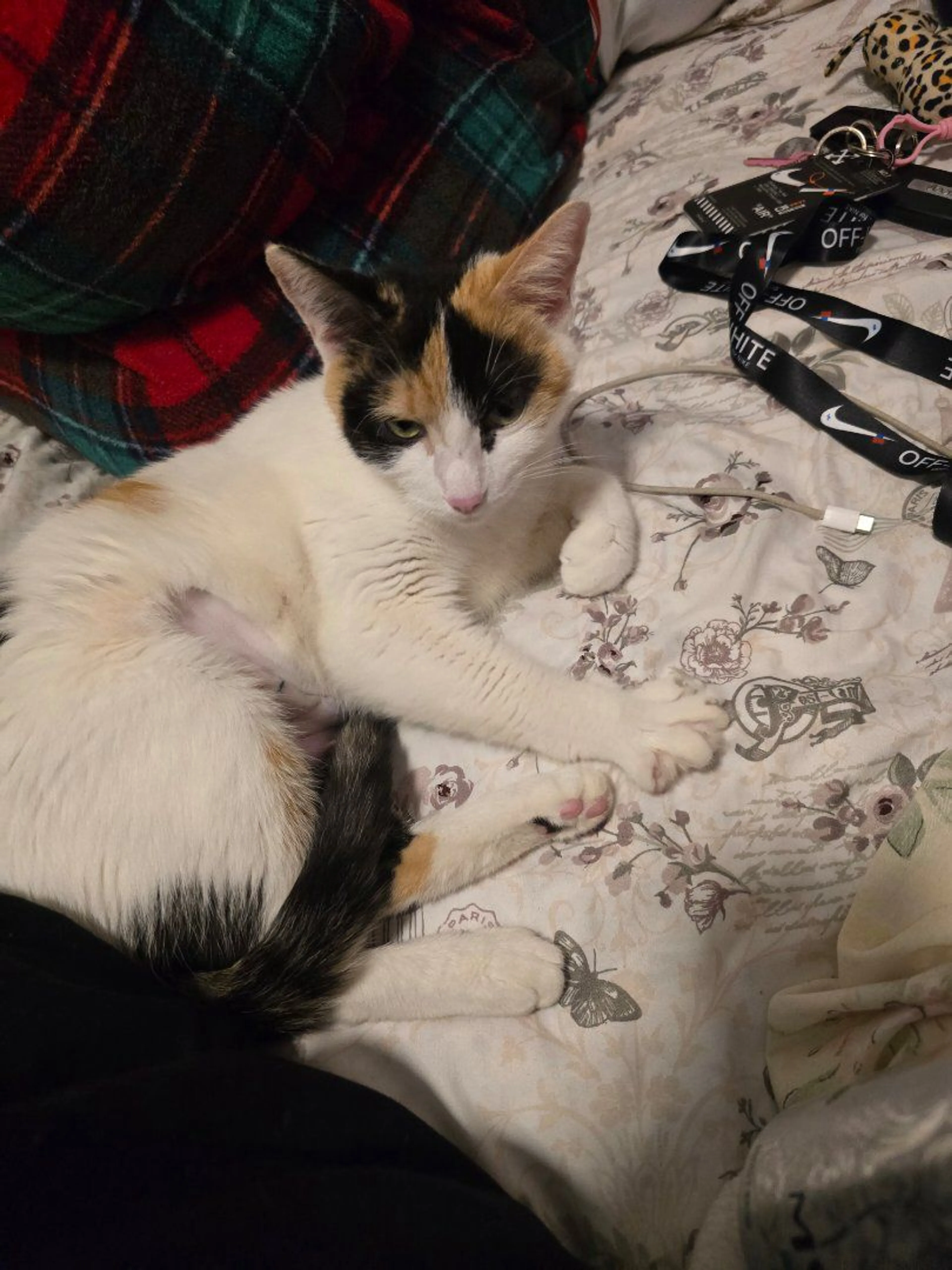 Lost pet-0