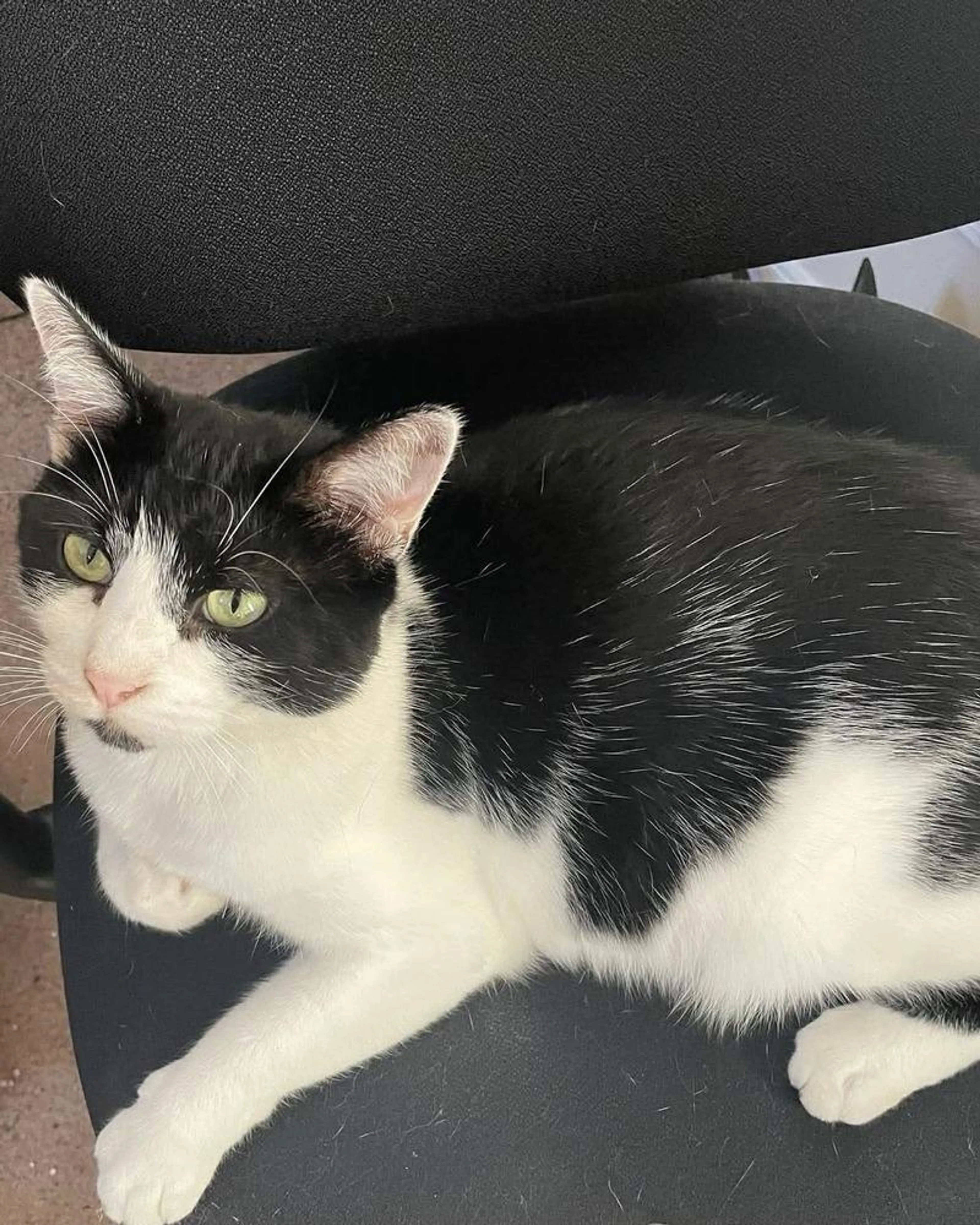 Found pet-0