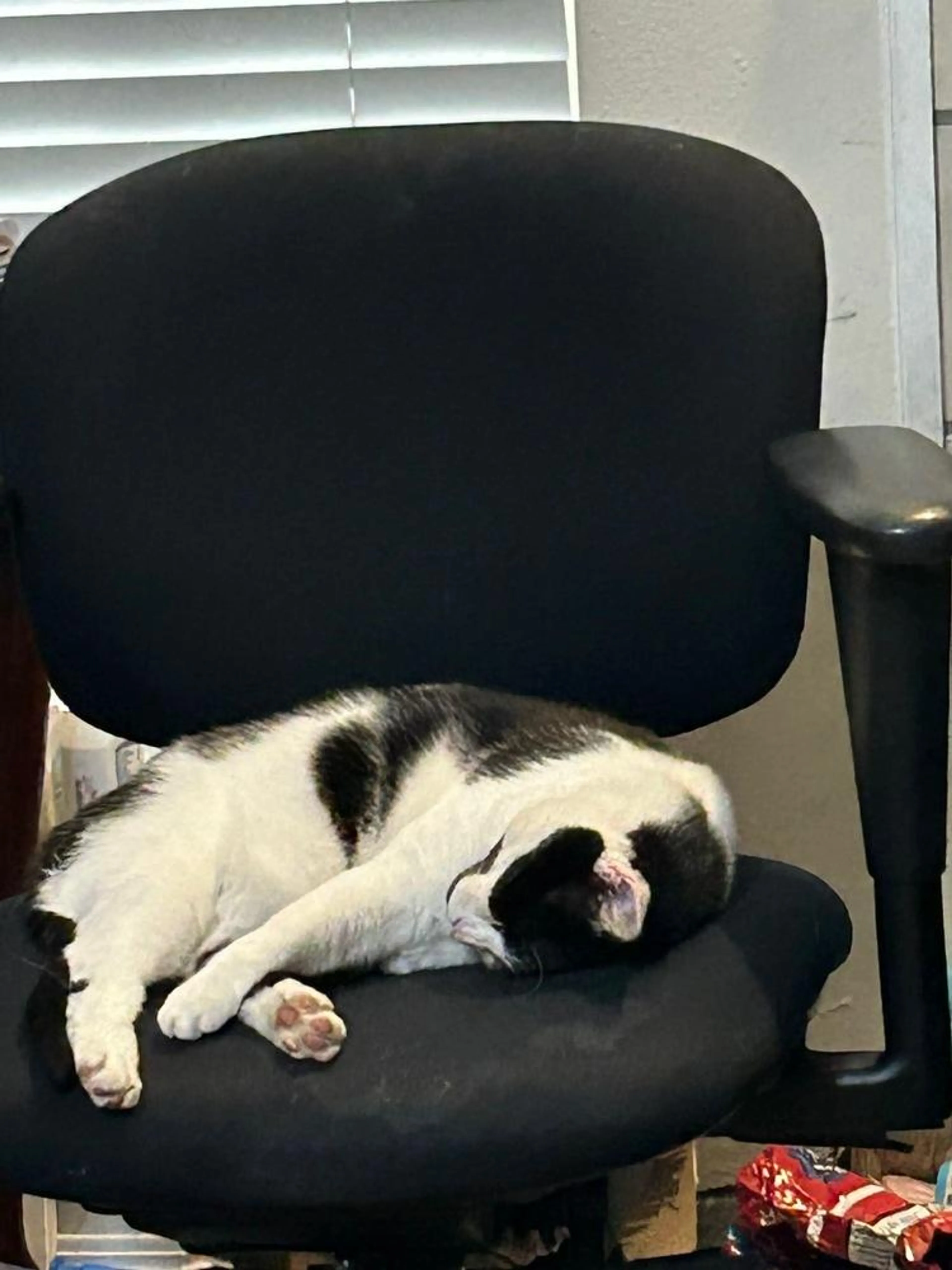 Found pet-3