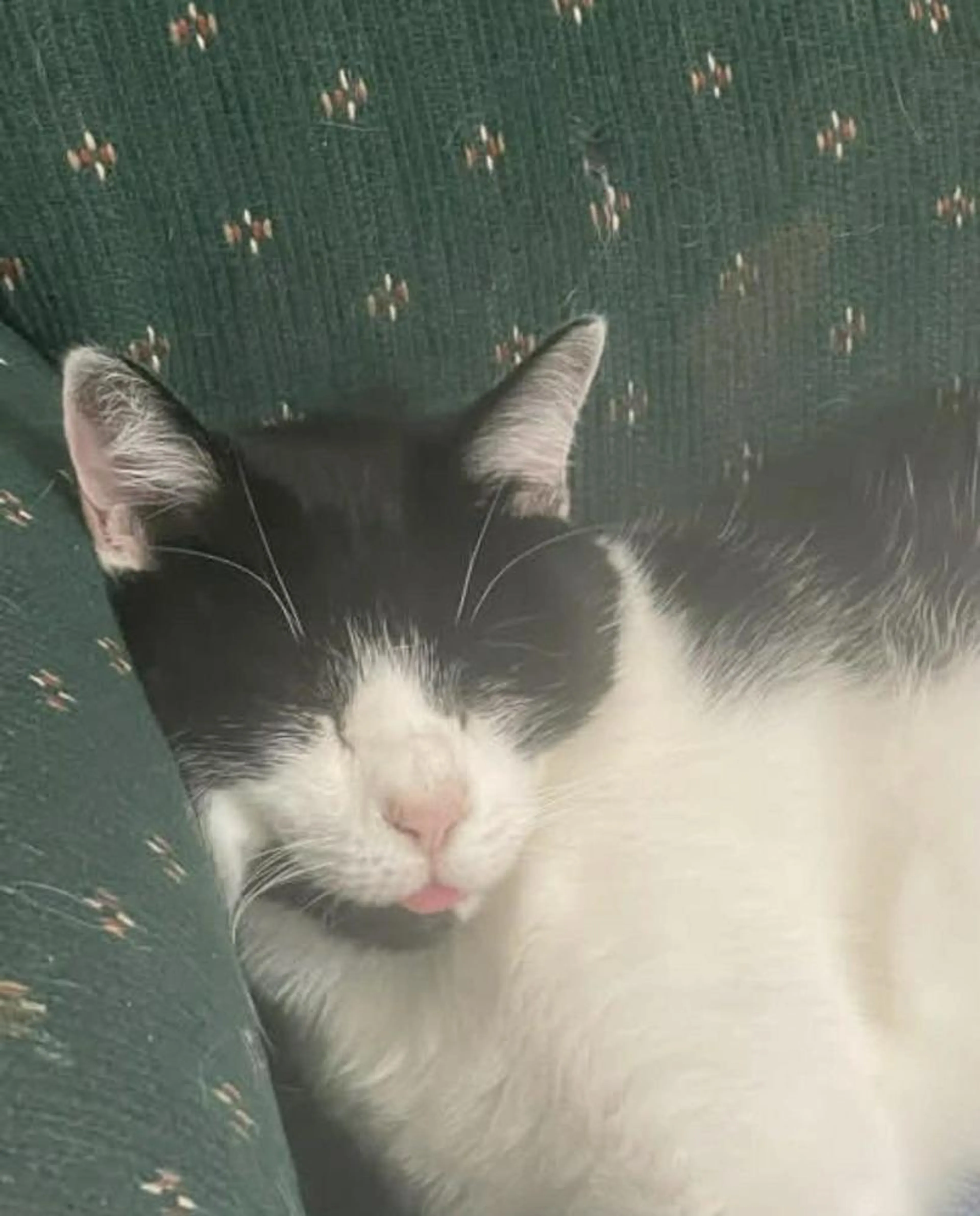 Found pet-1