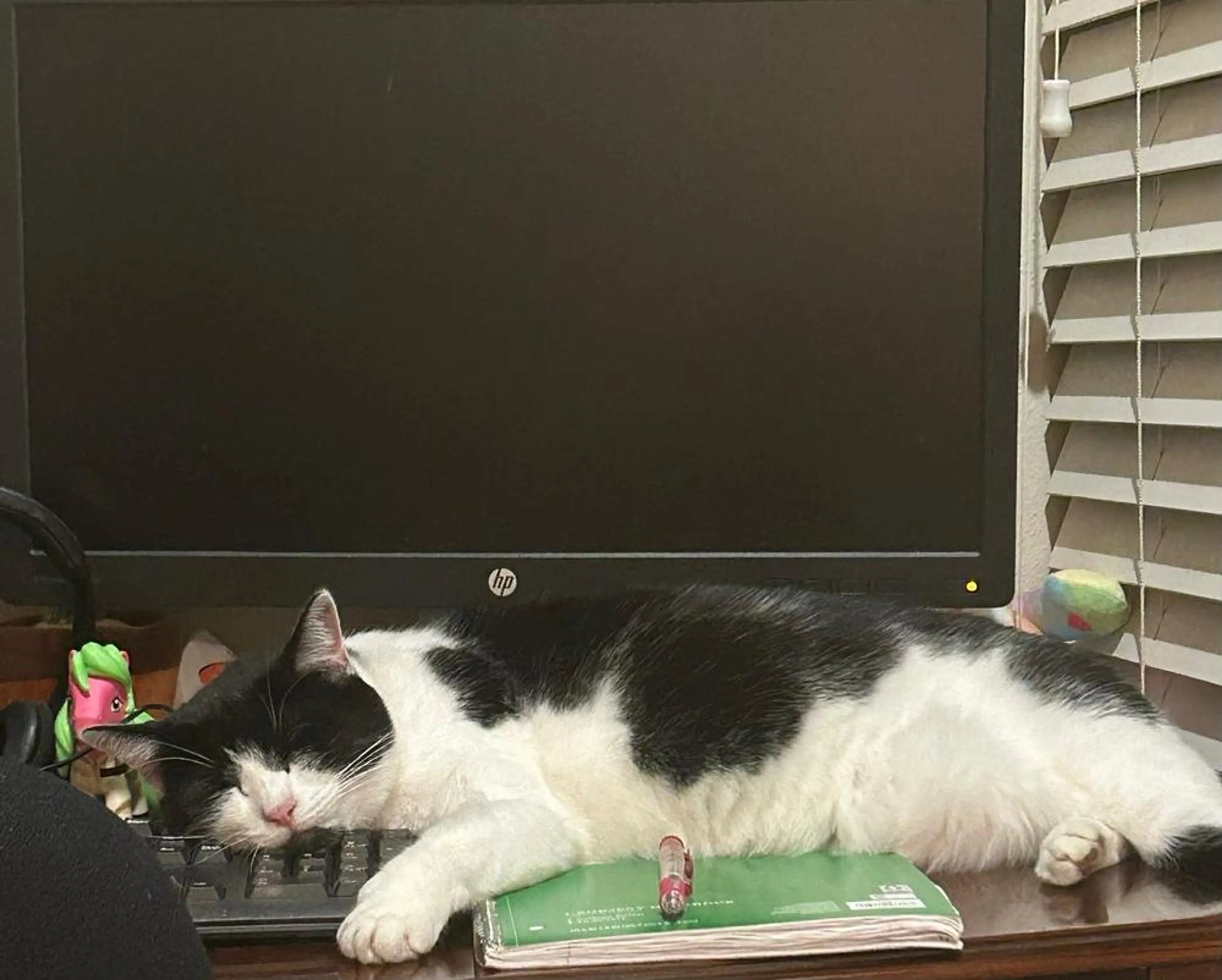 Found pet-4