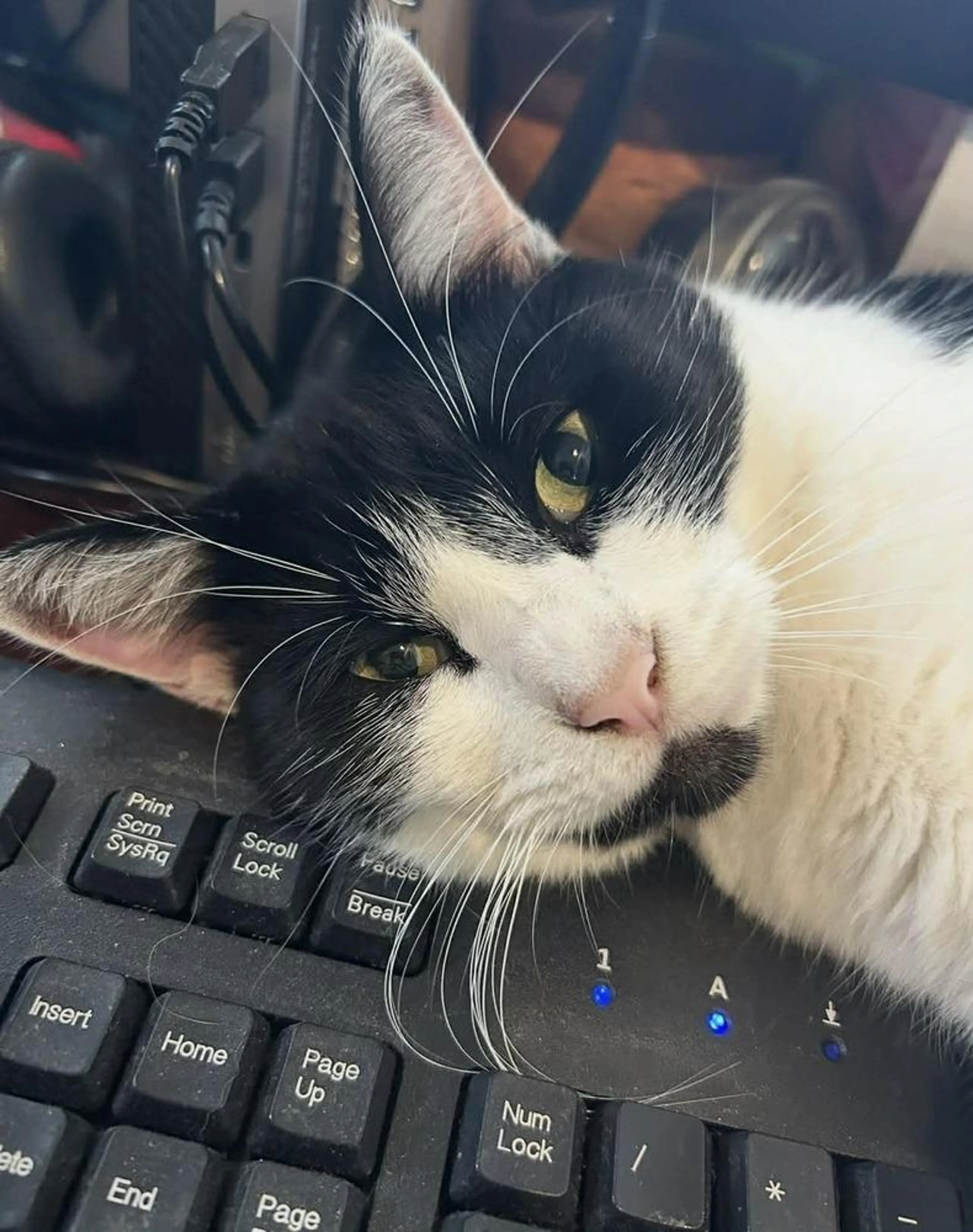 Found pet-2