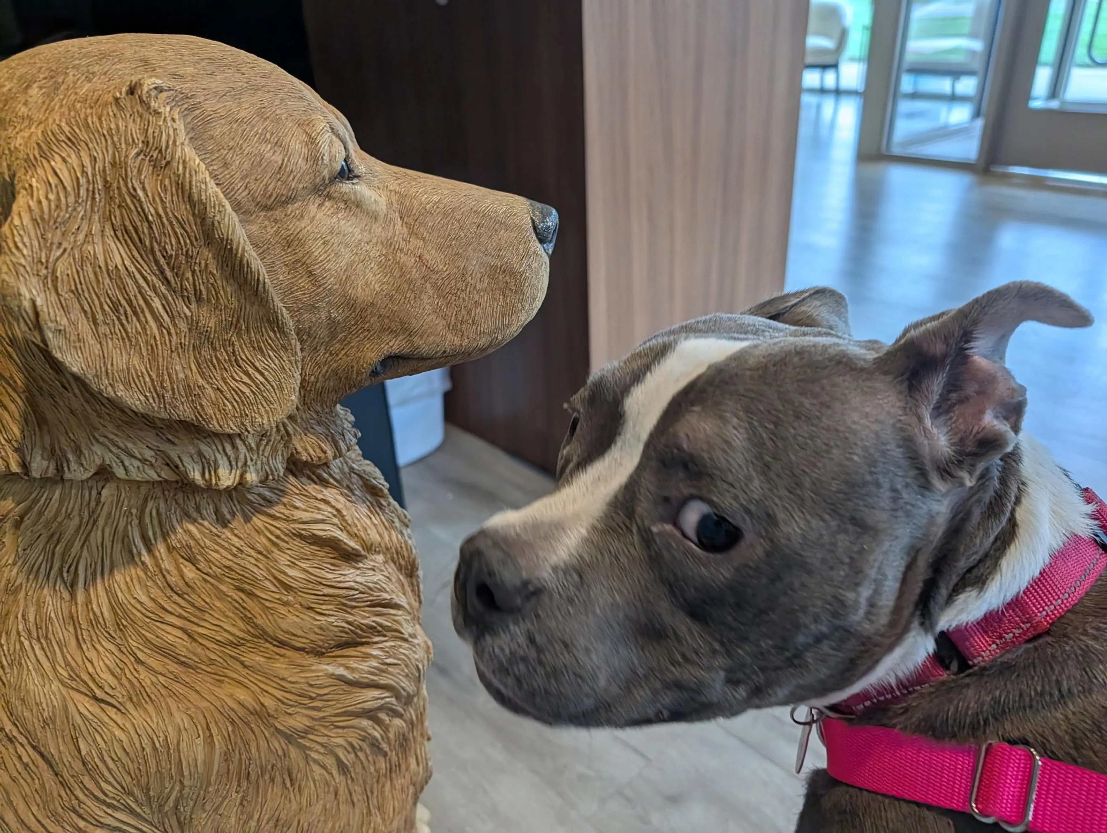 Found pet-1