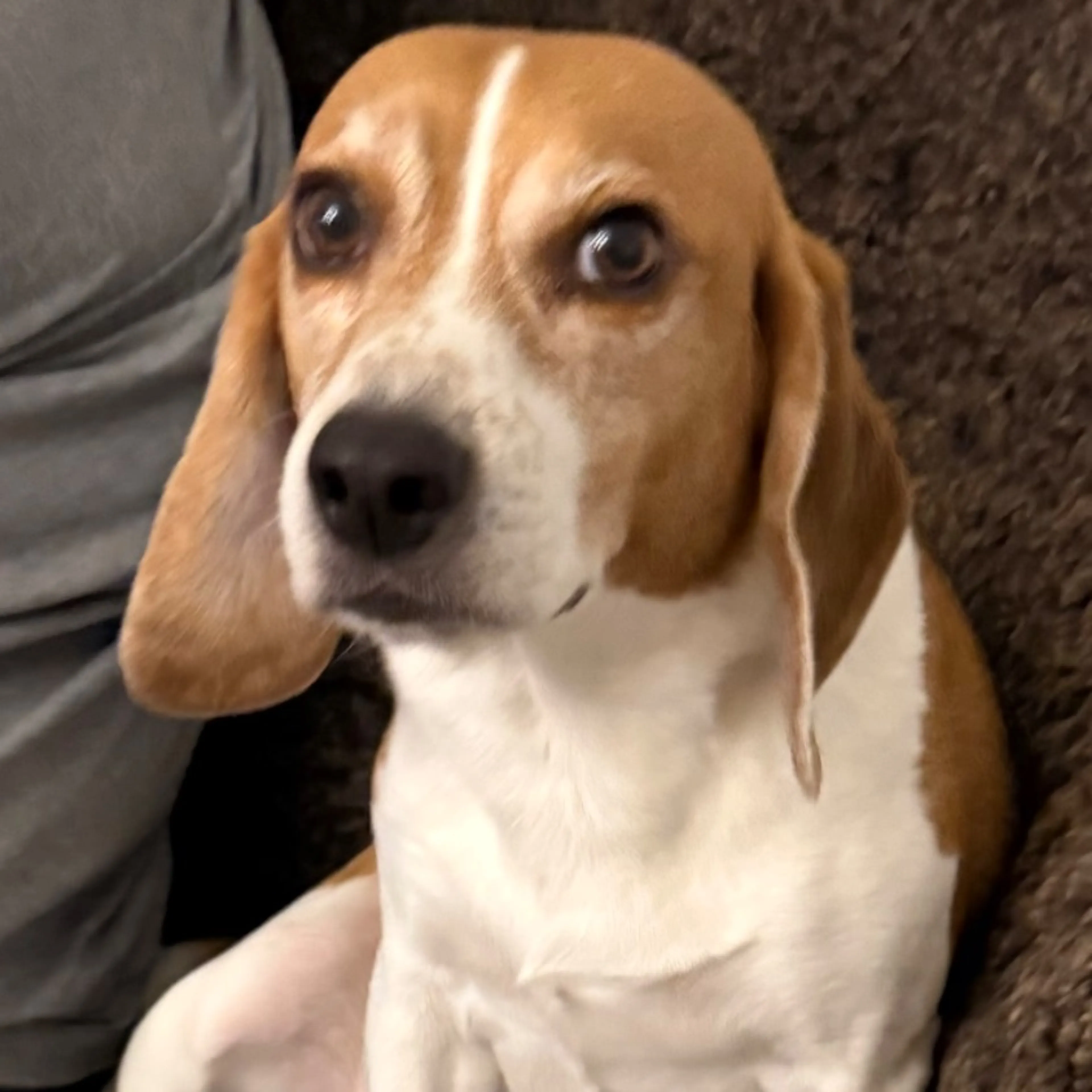 Lost pet