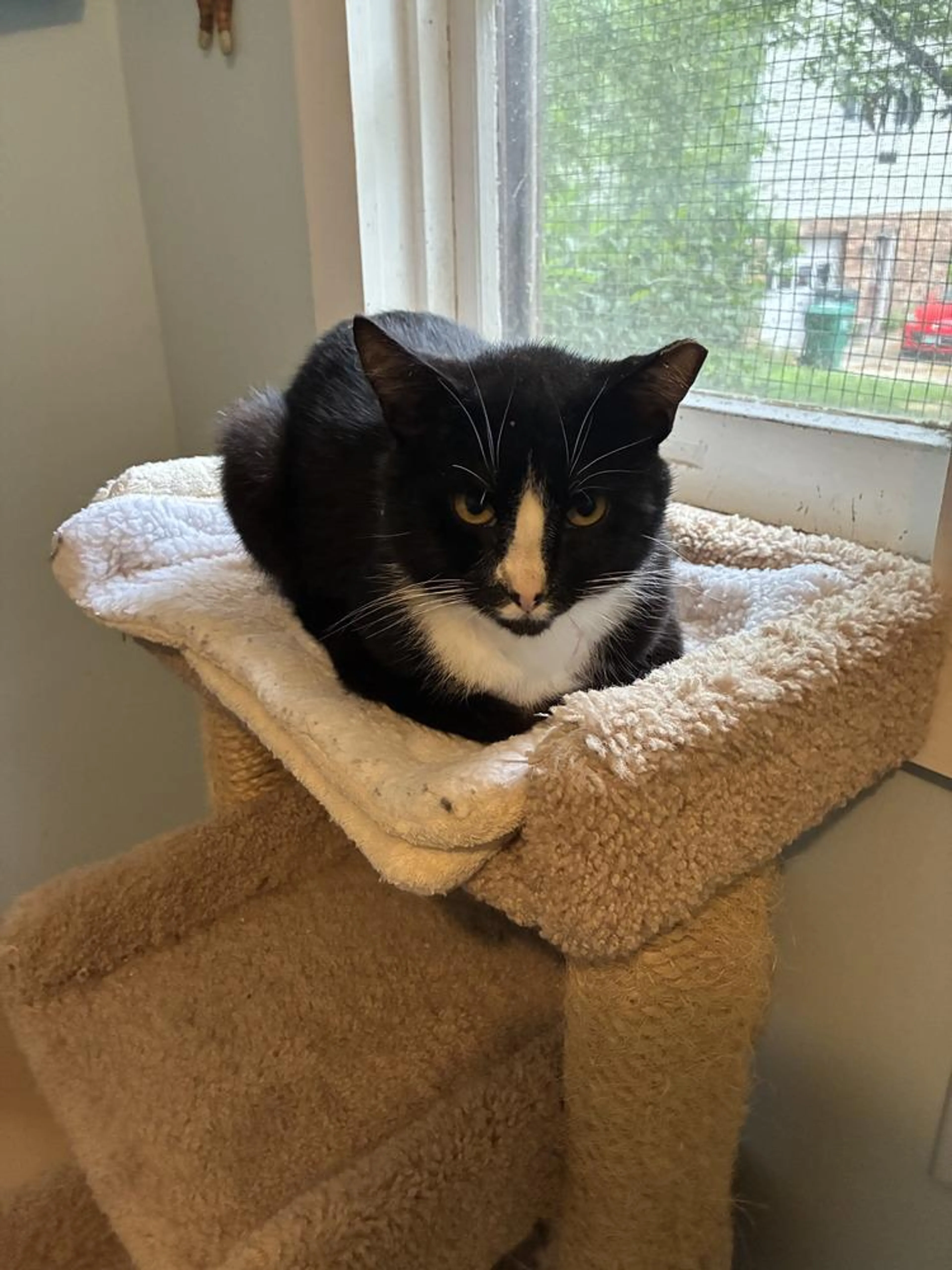 Found pet-1