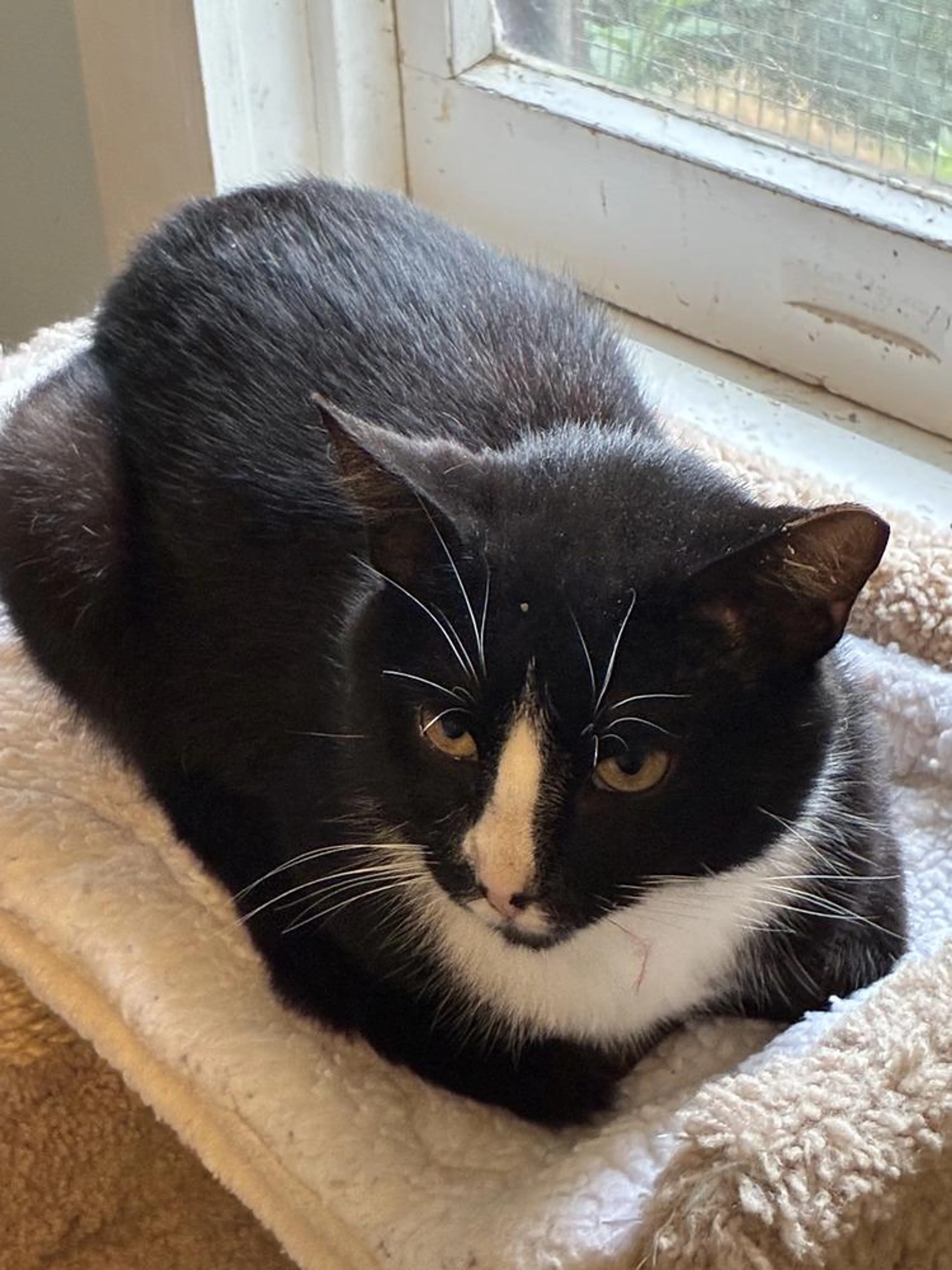 Found pet-2