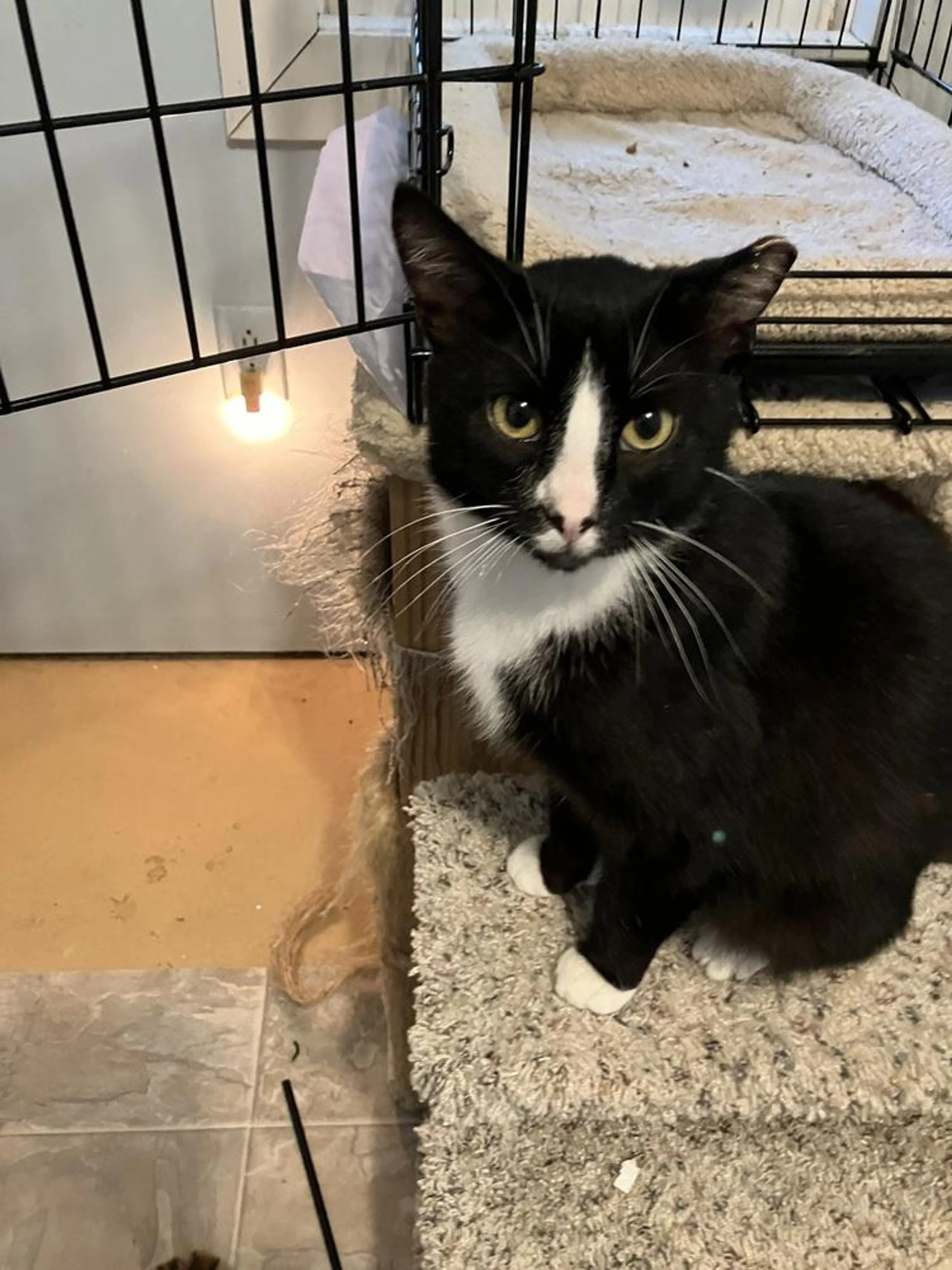 Found pet-3