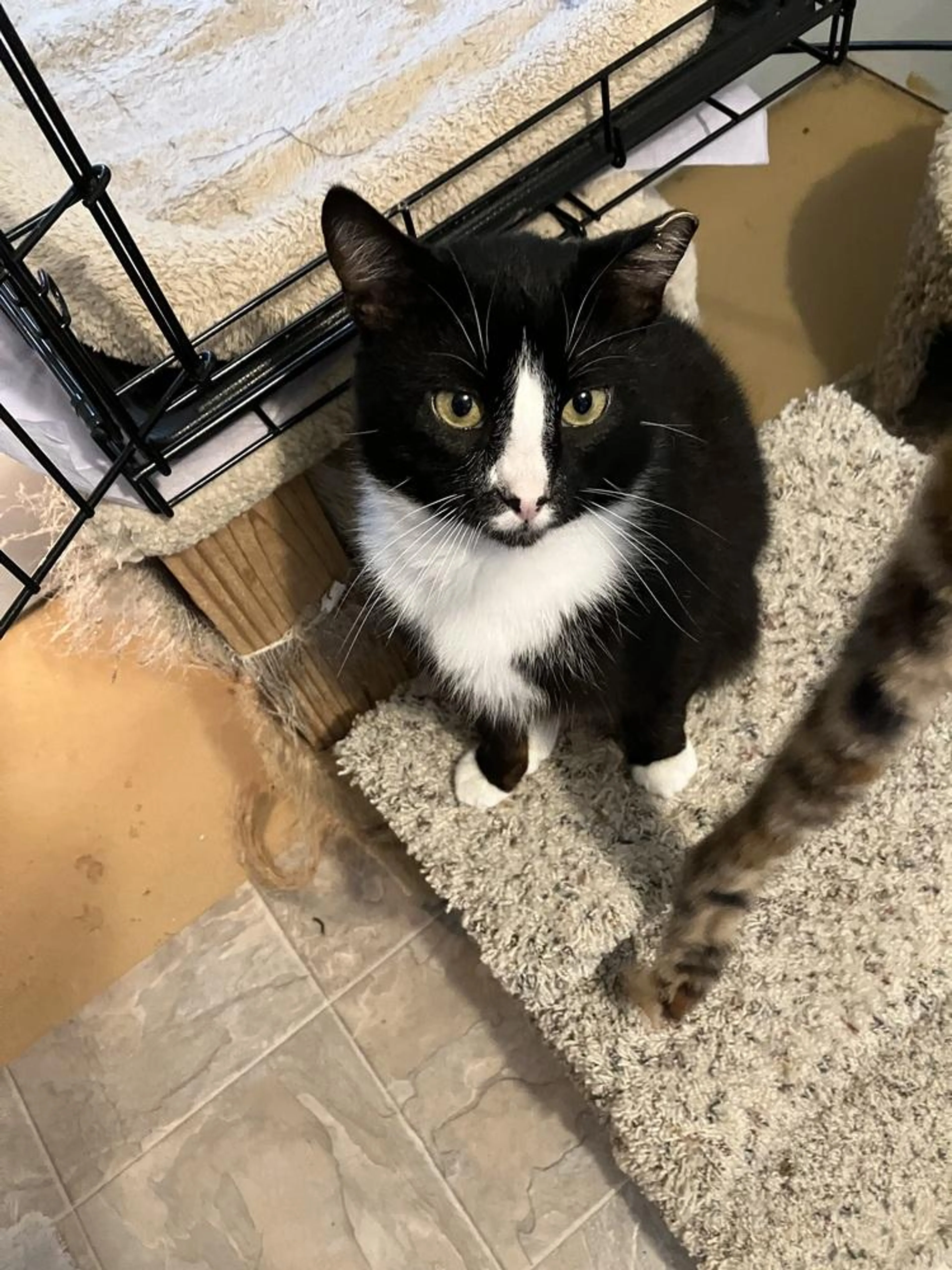 Found pet-4