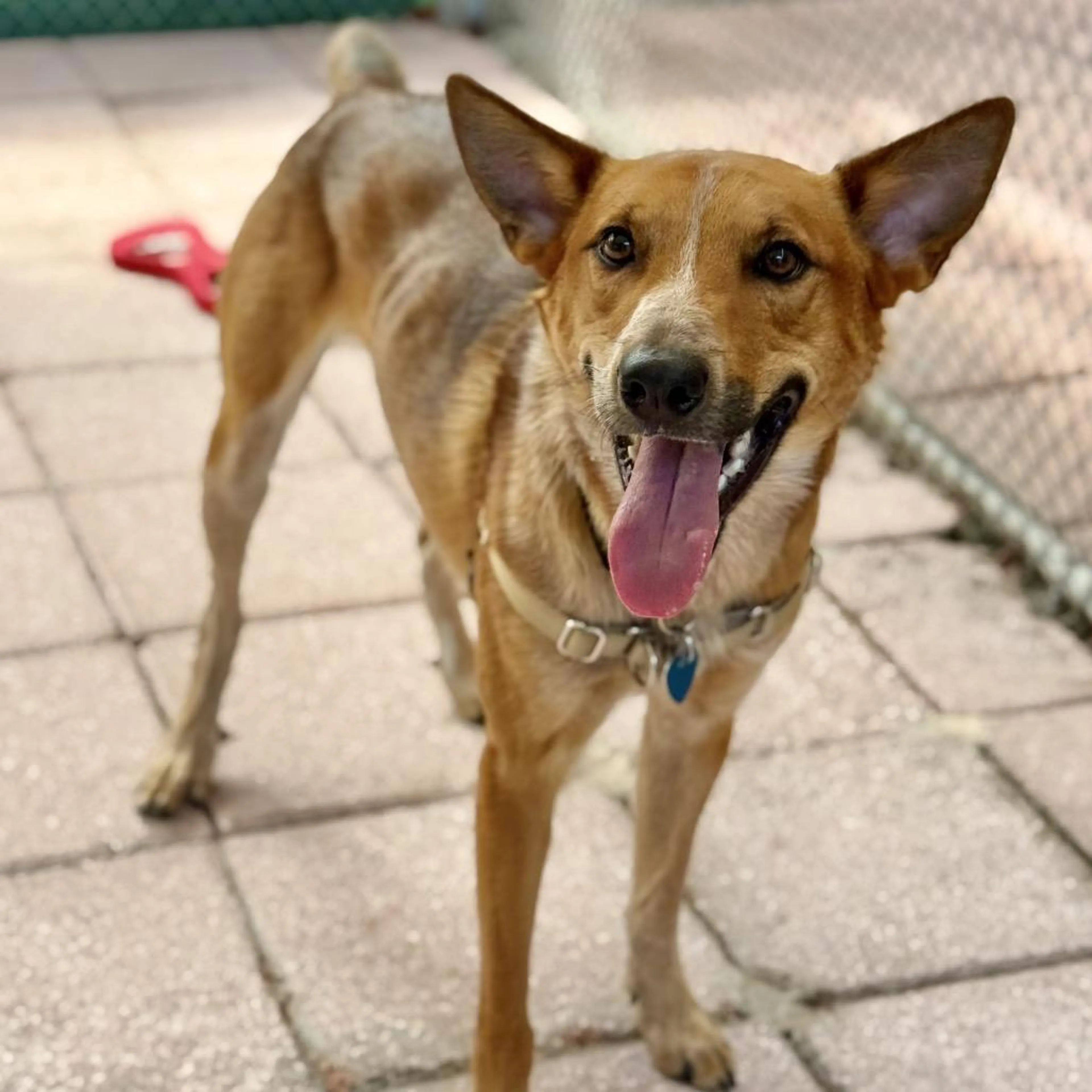 Found pet-1