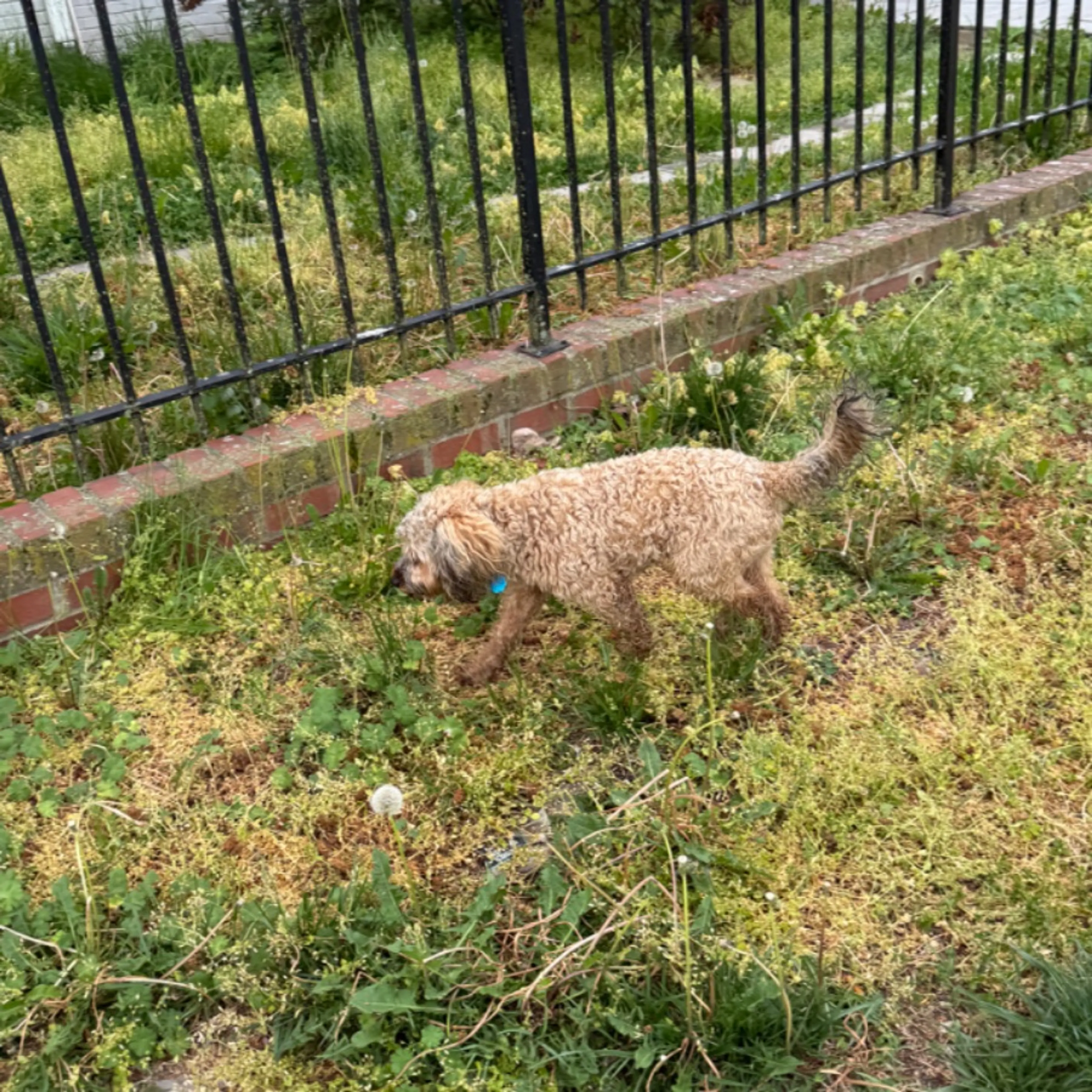 Found pet