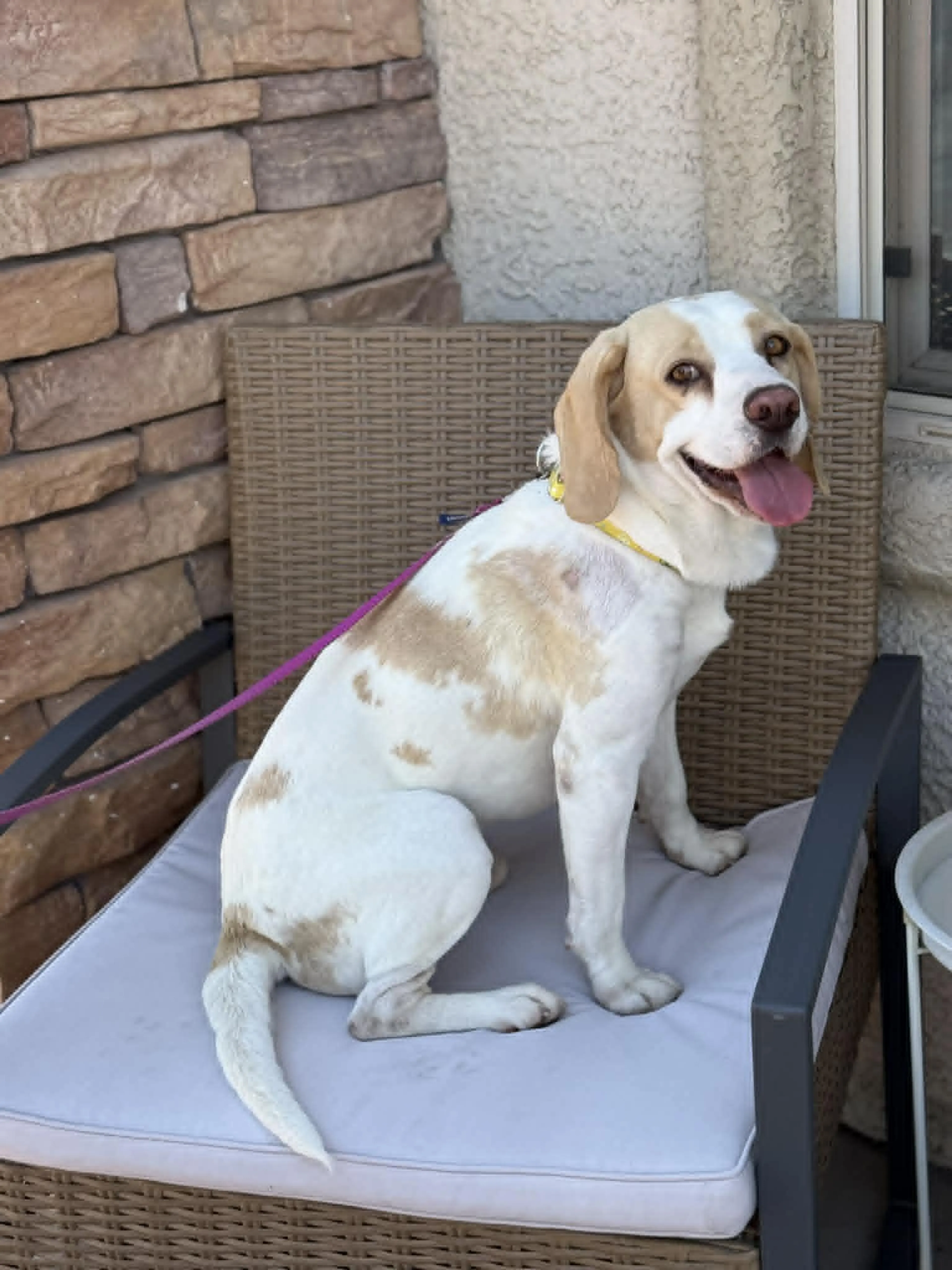 Found pet-2