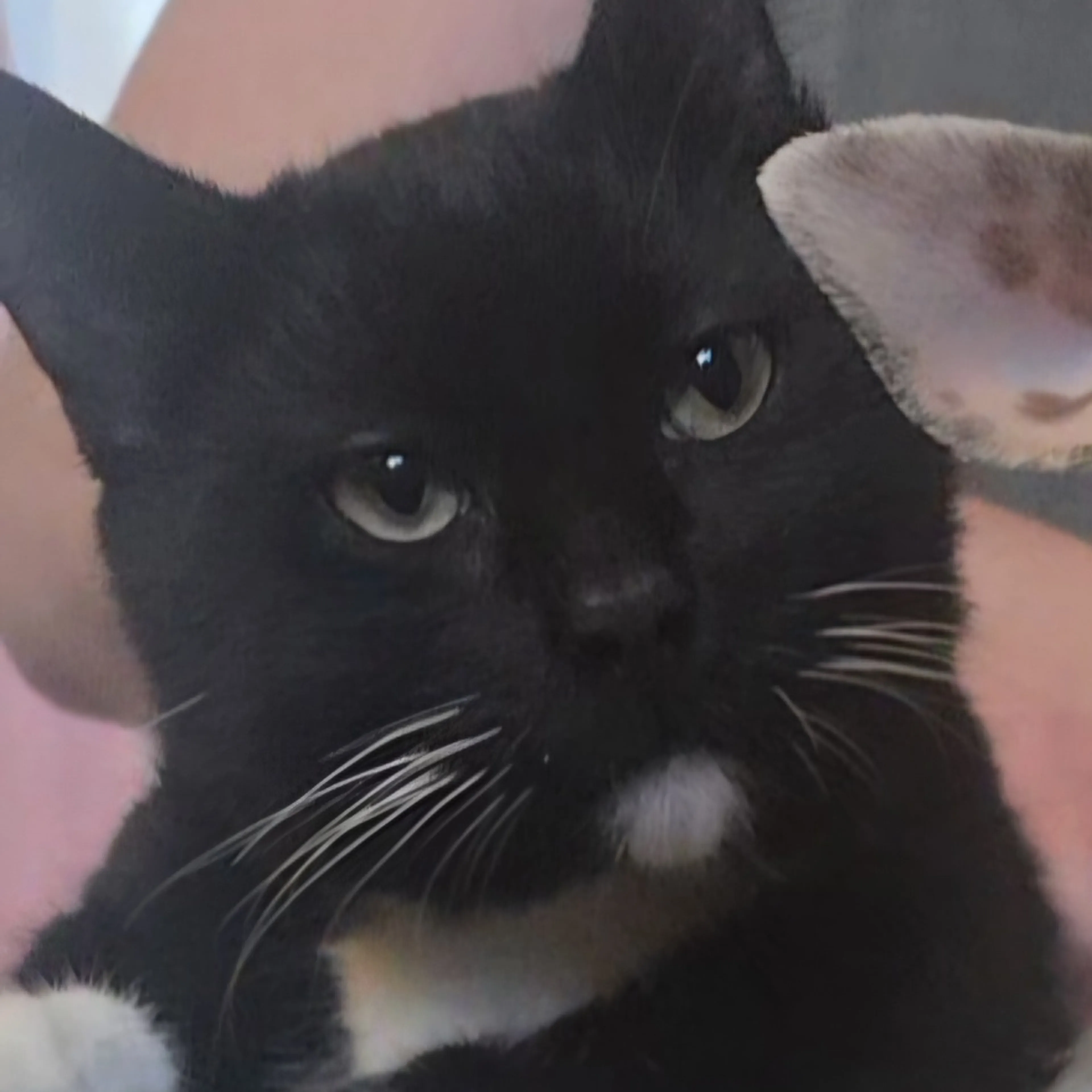 Lost pet-2