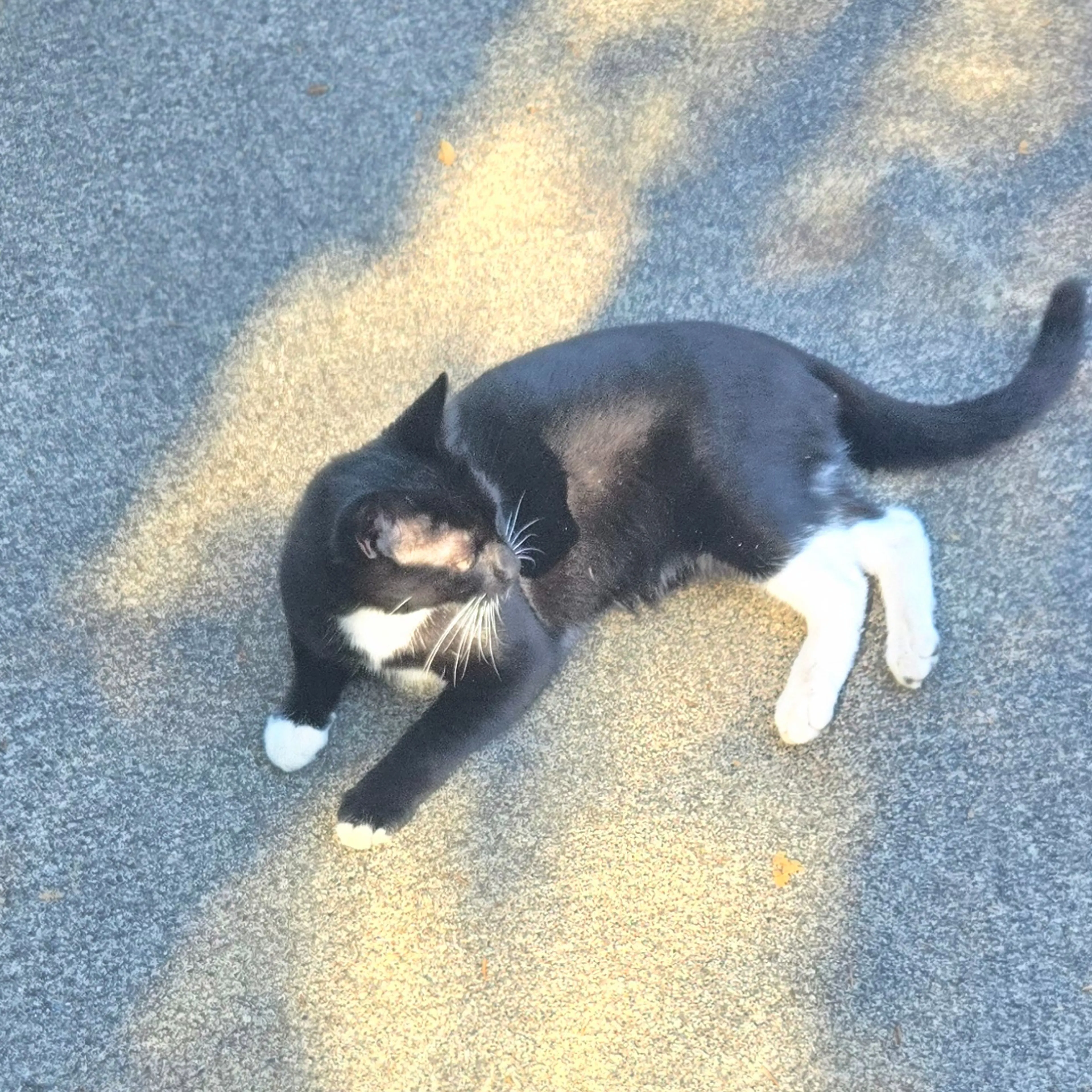 Lost pet-1