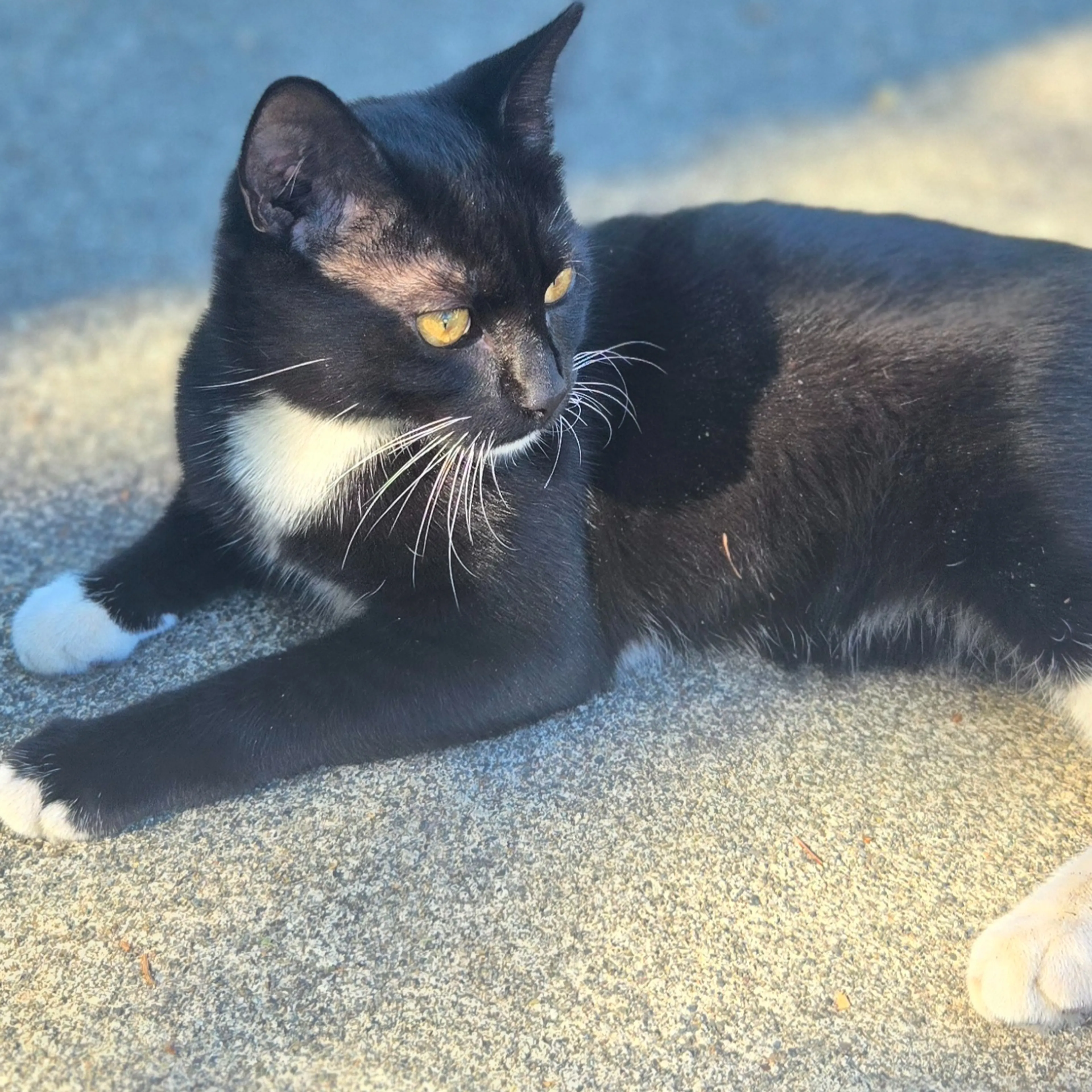 Lost pet-3