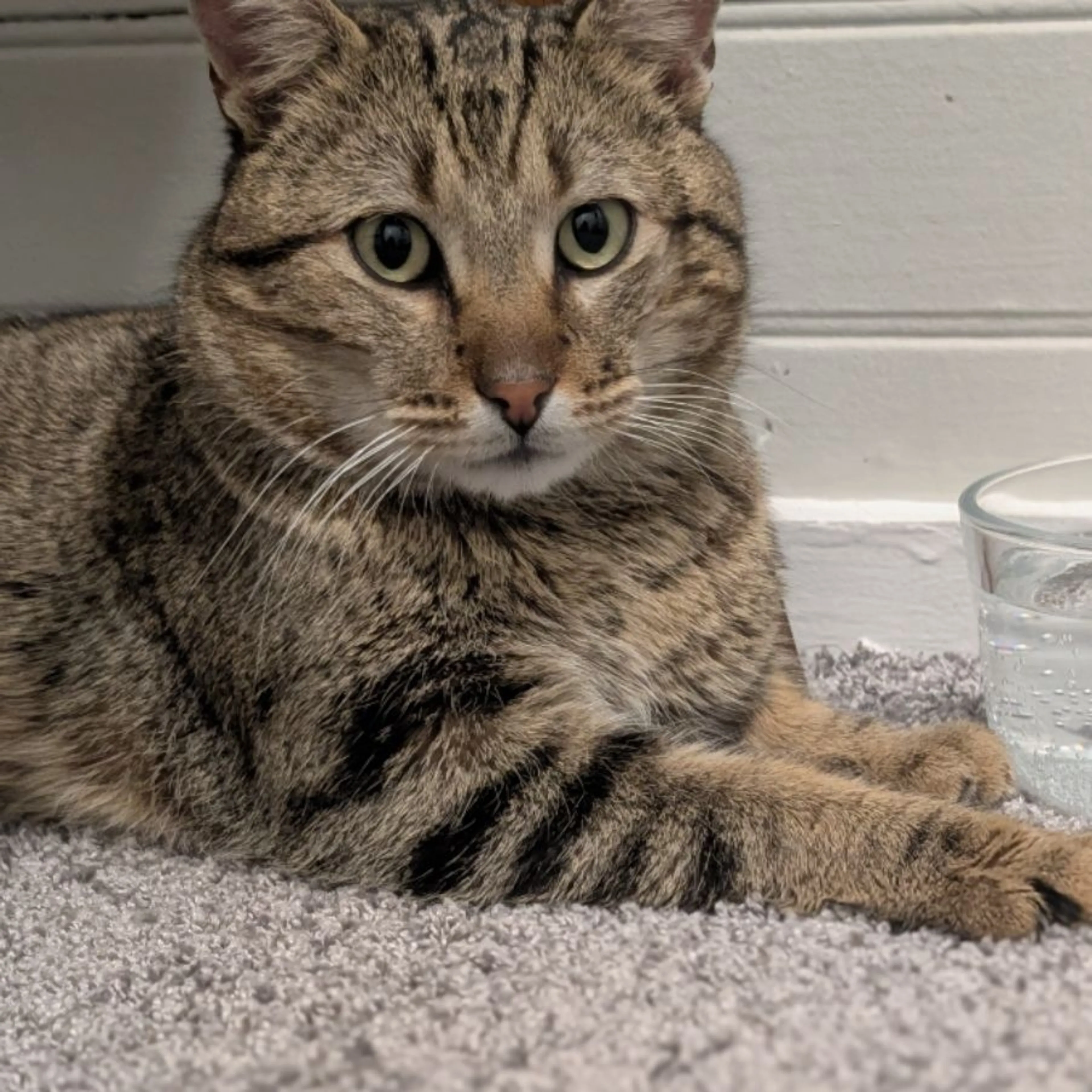Lost pet