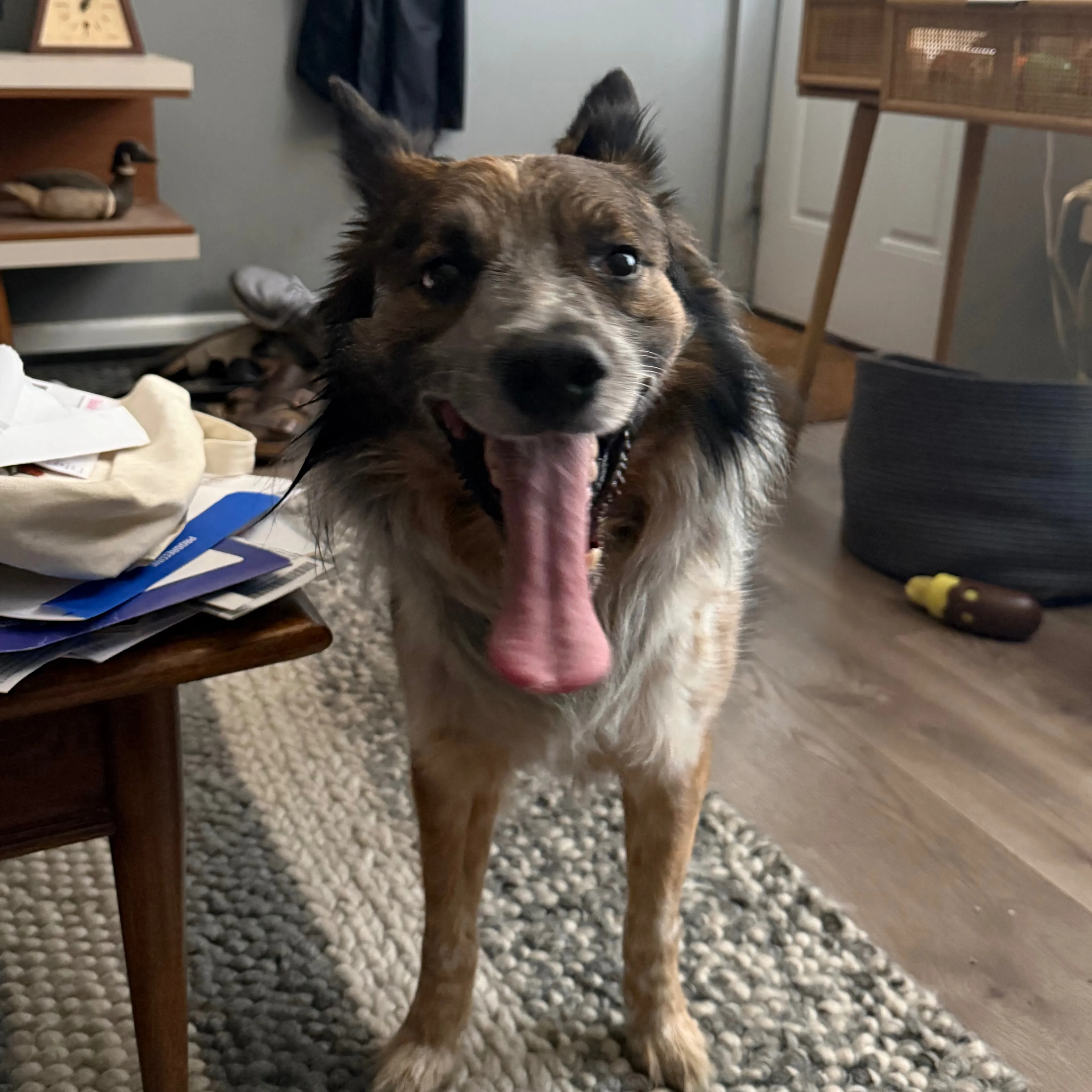 Found pet-1