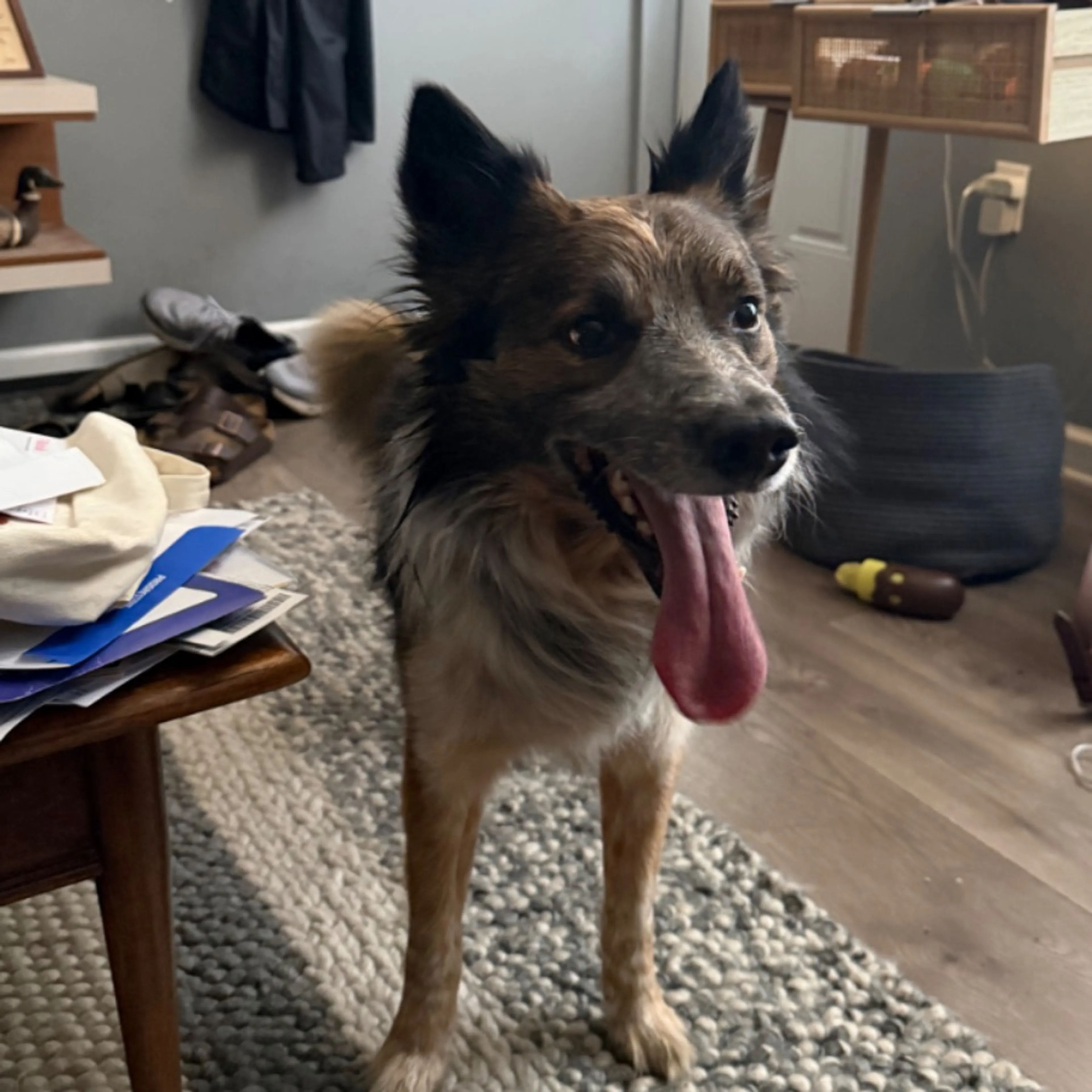 Found pet-0