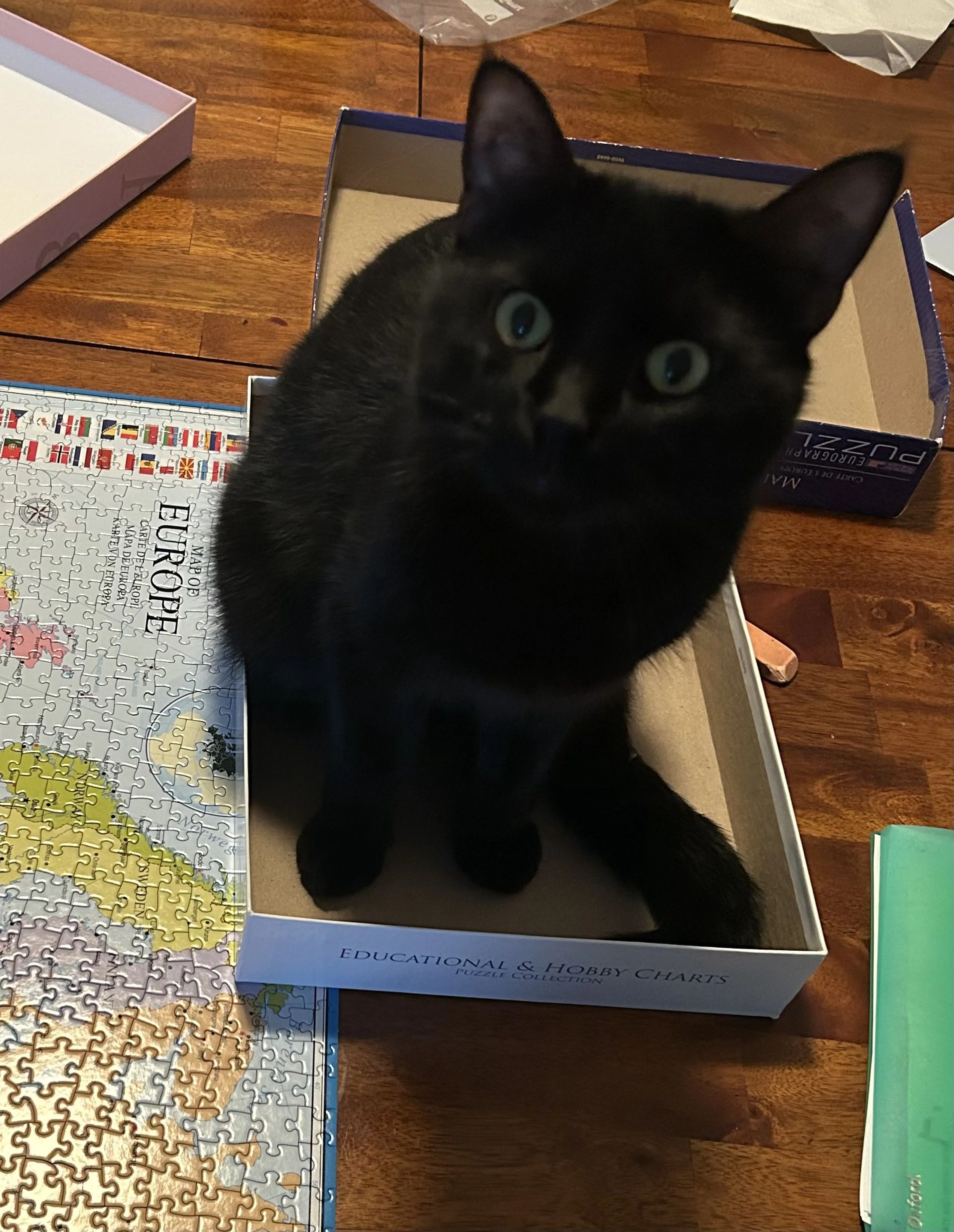 Lost pet