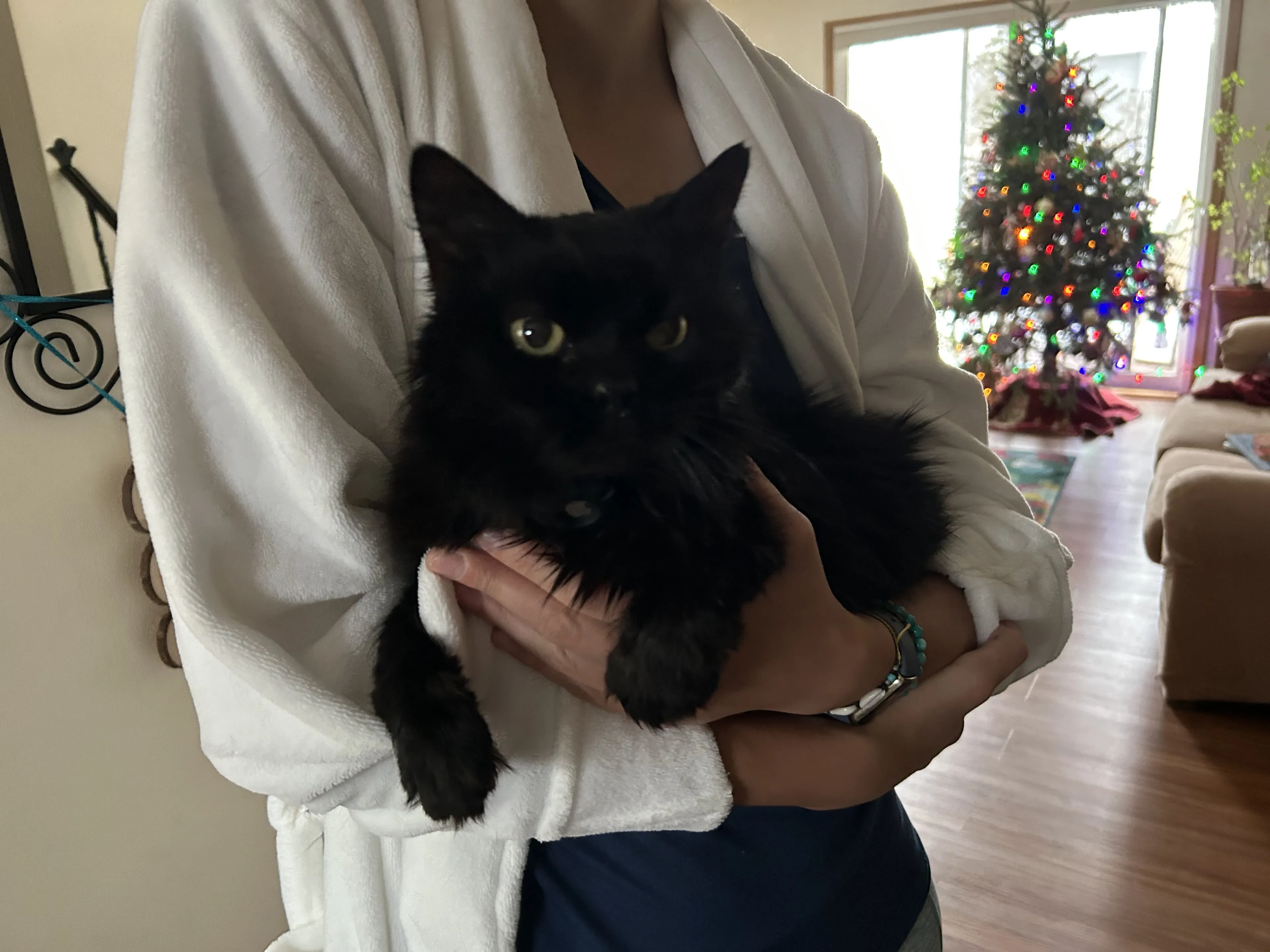 Lost pet