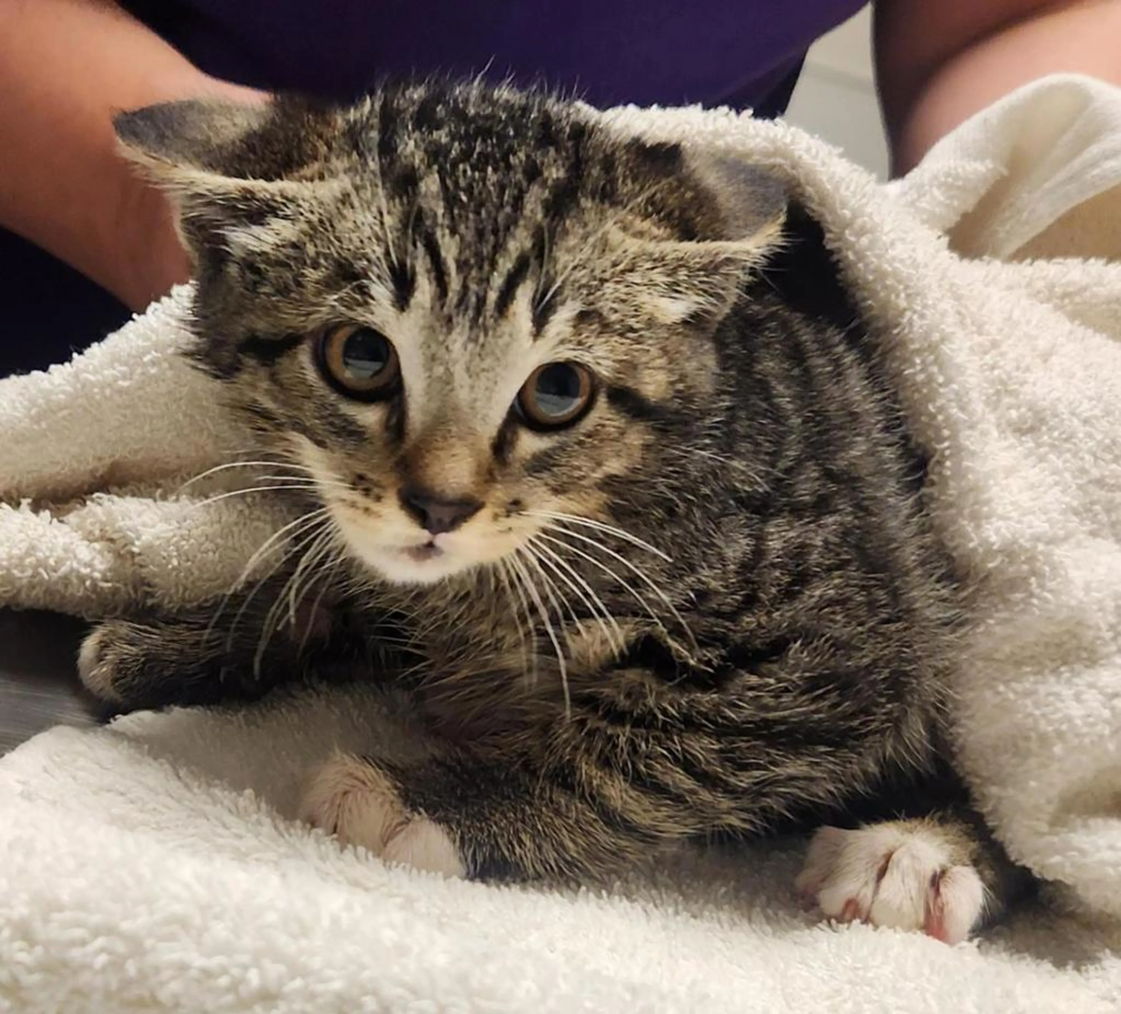 Found pet