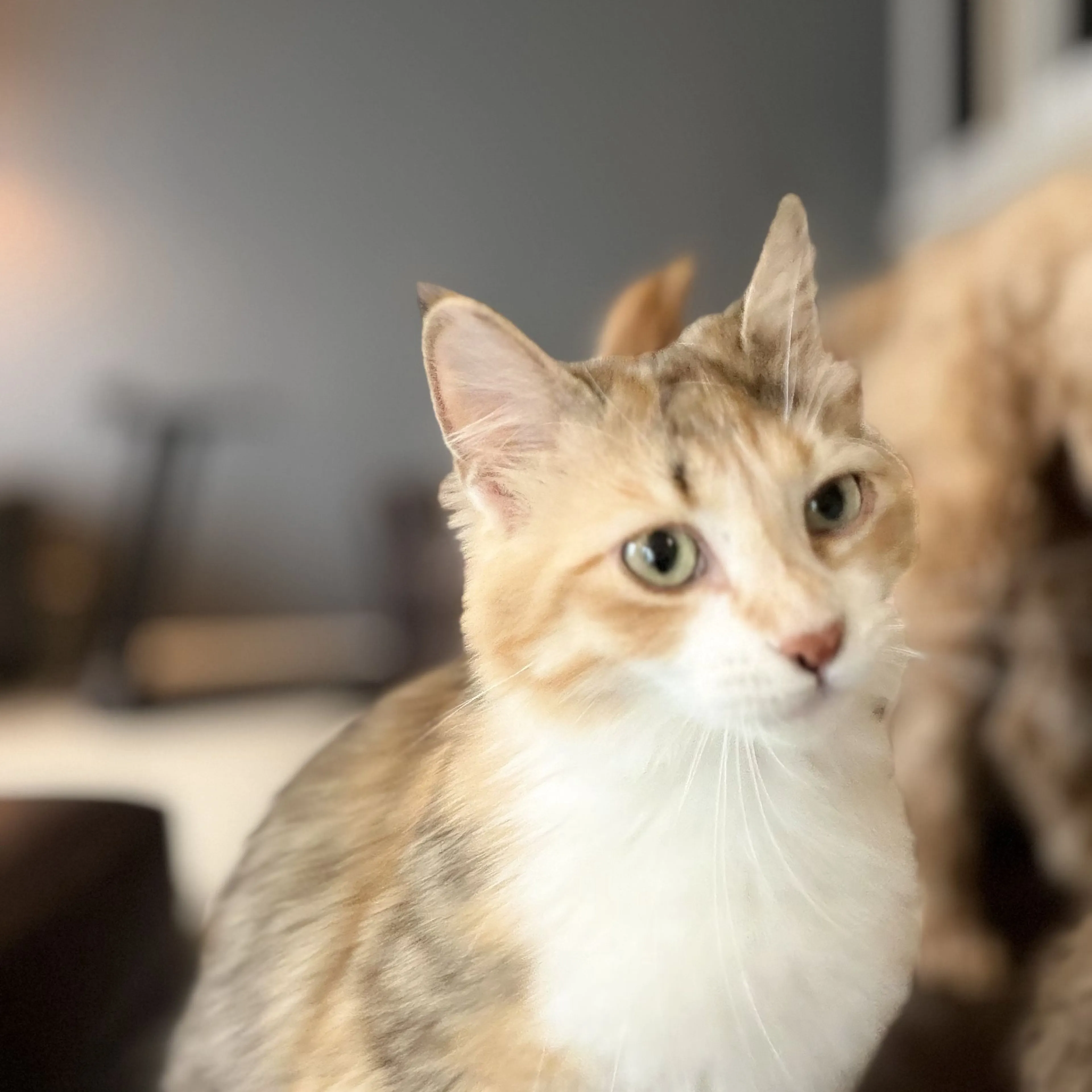 Lost pet-2