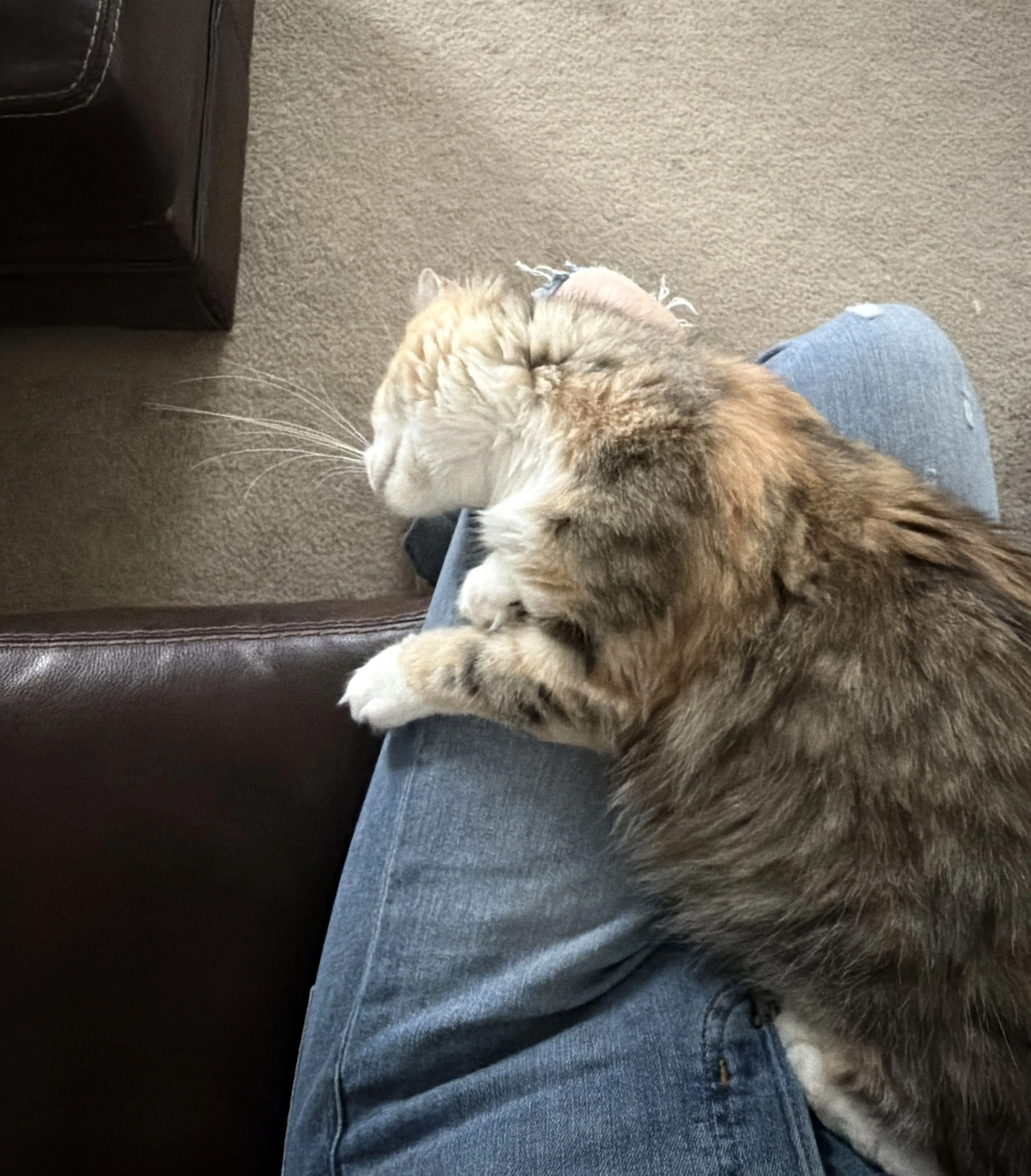Lost pet-0