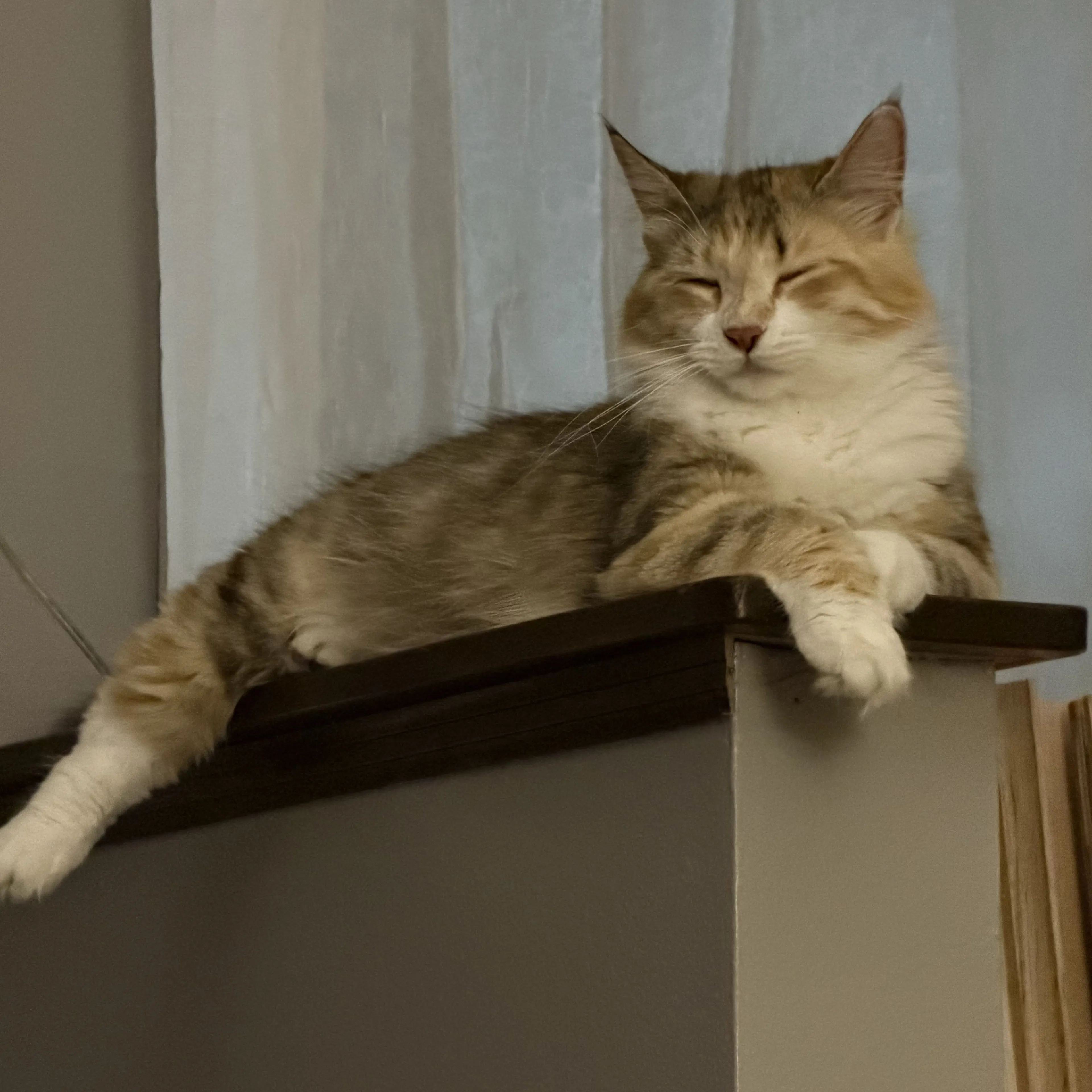 Lost pet-1