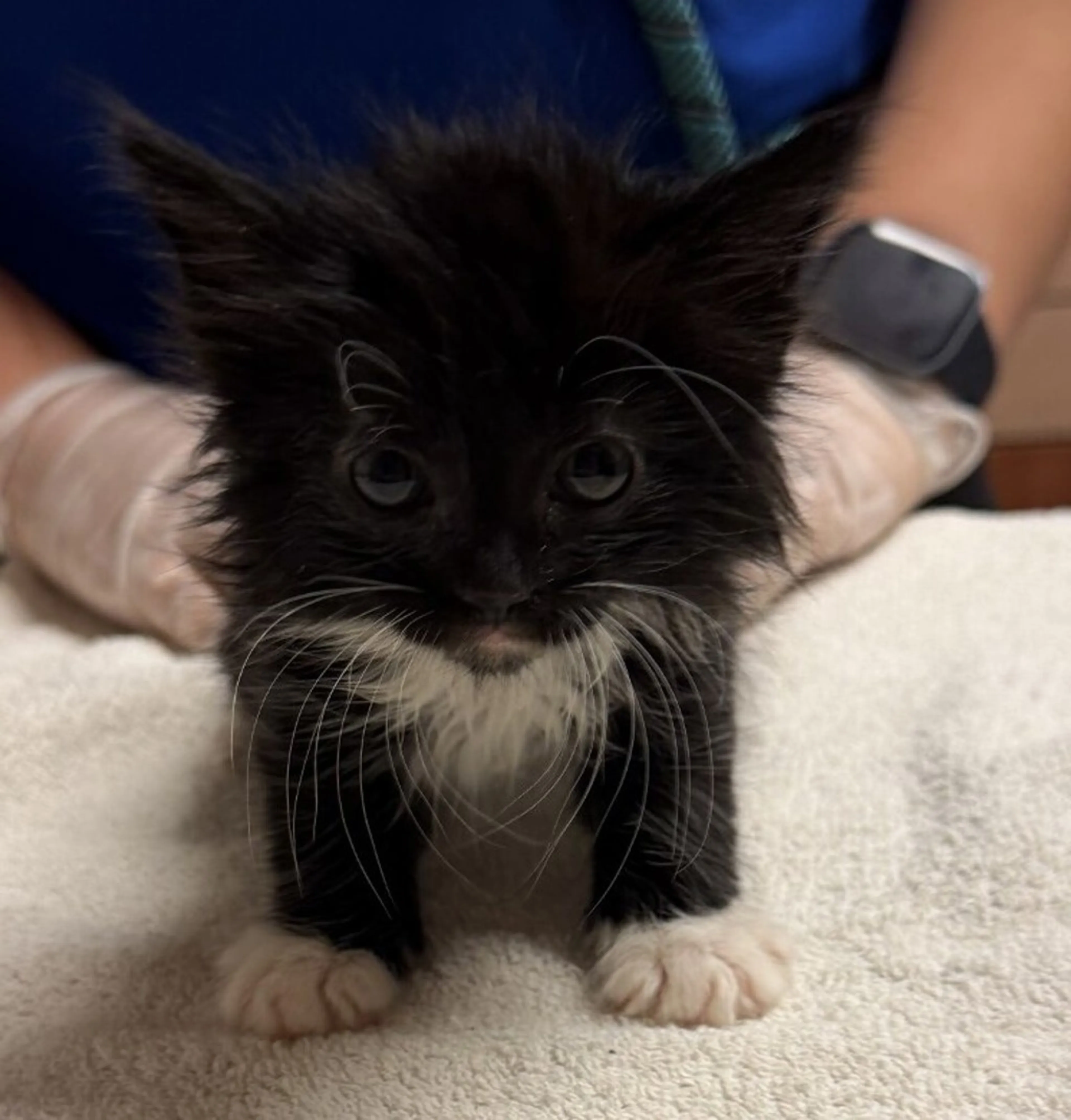 Found pet