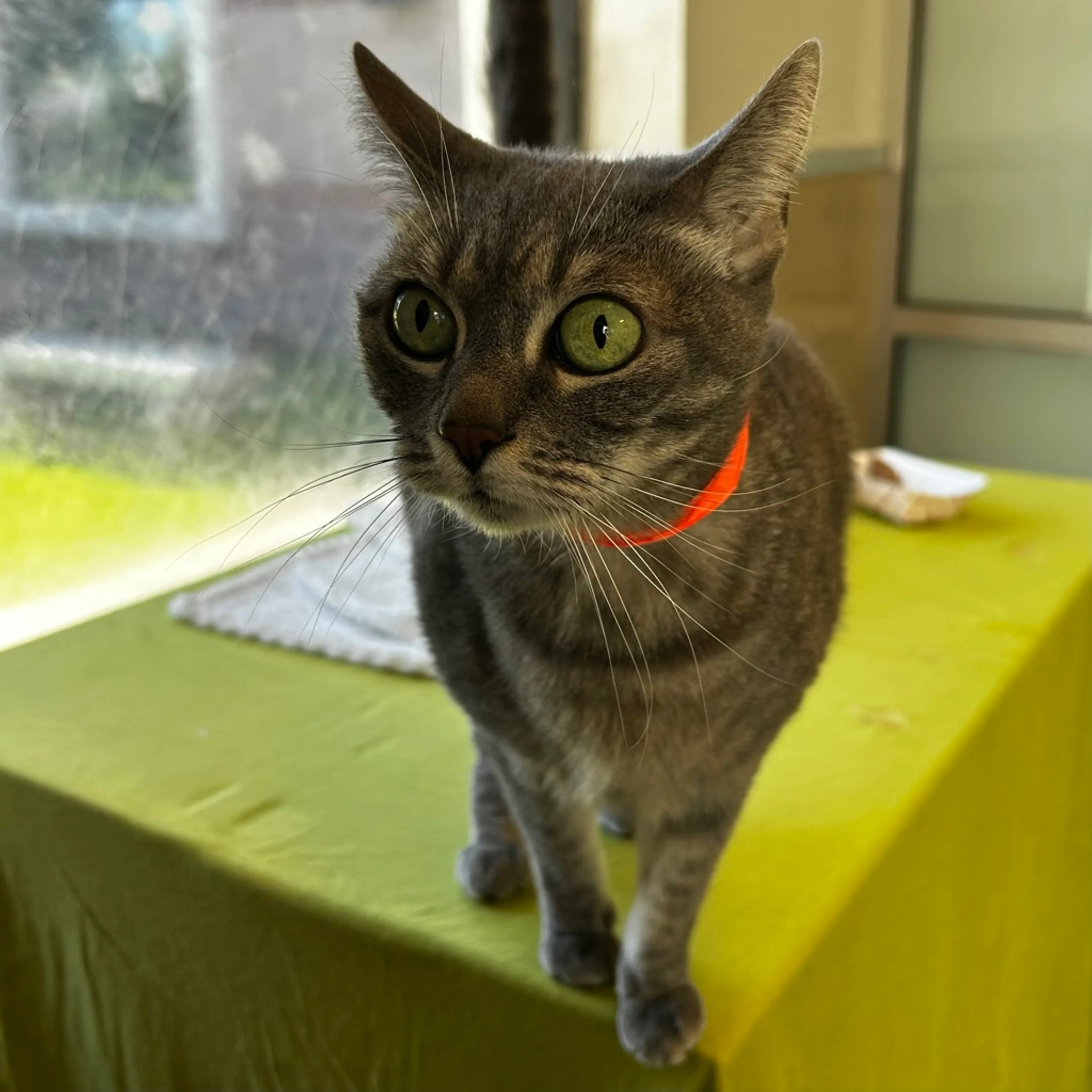 Found pet-1