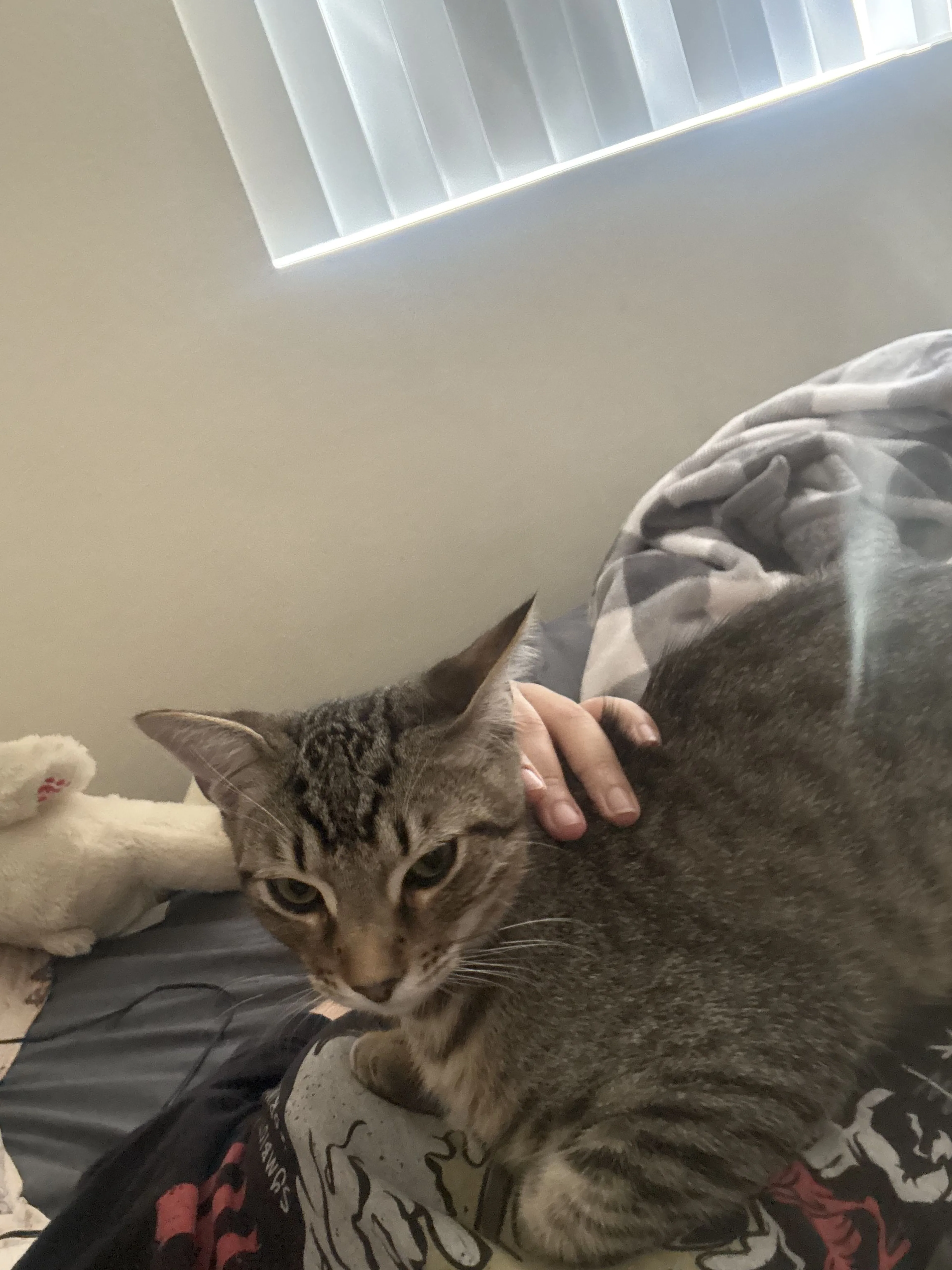 Lost pet-0