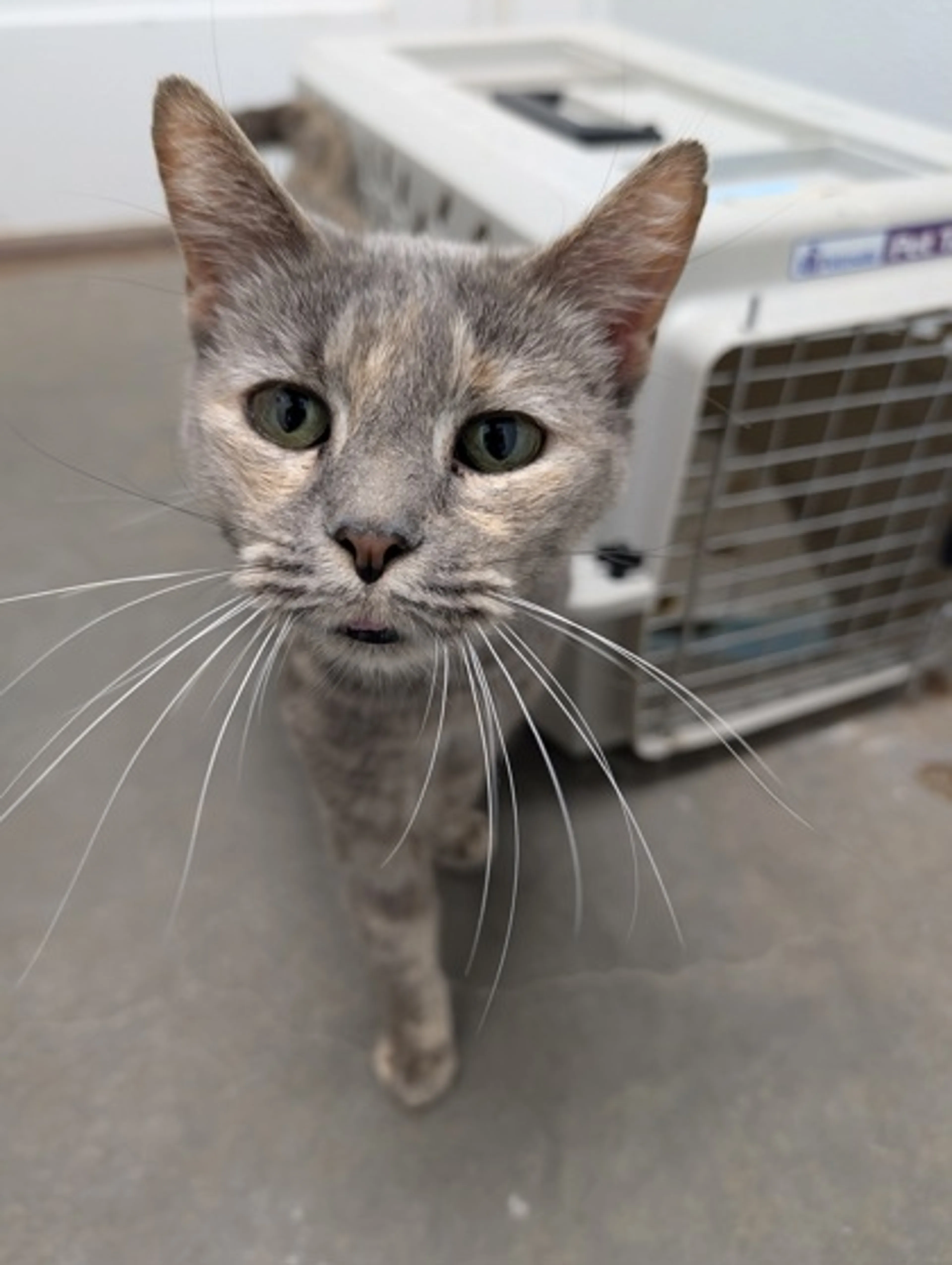 Found pet
