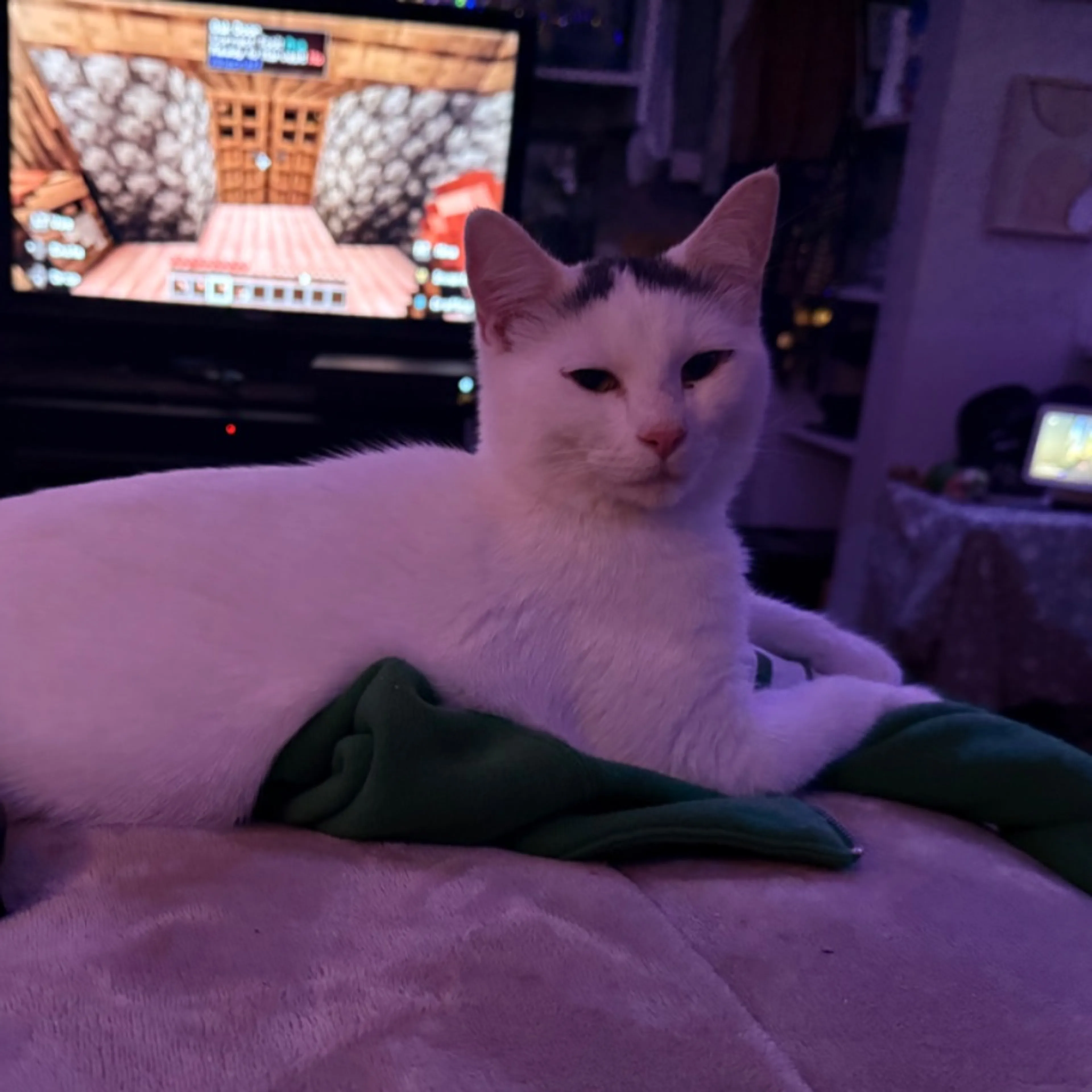 Lost pet