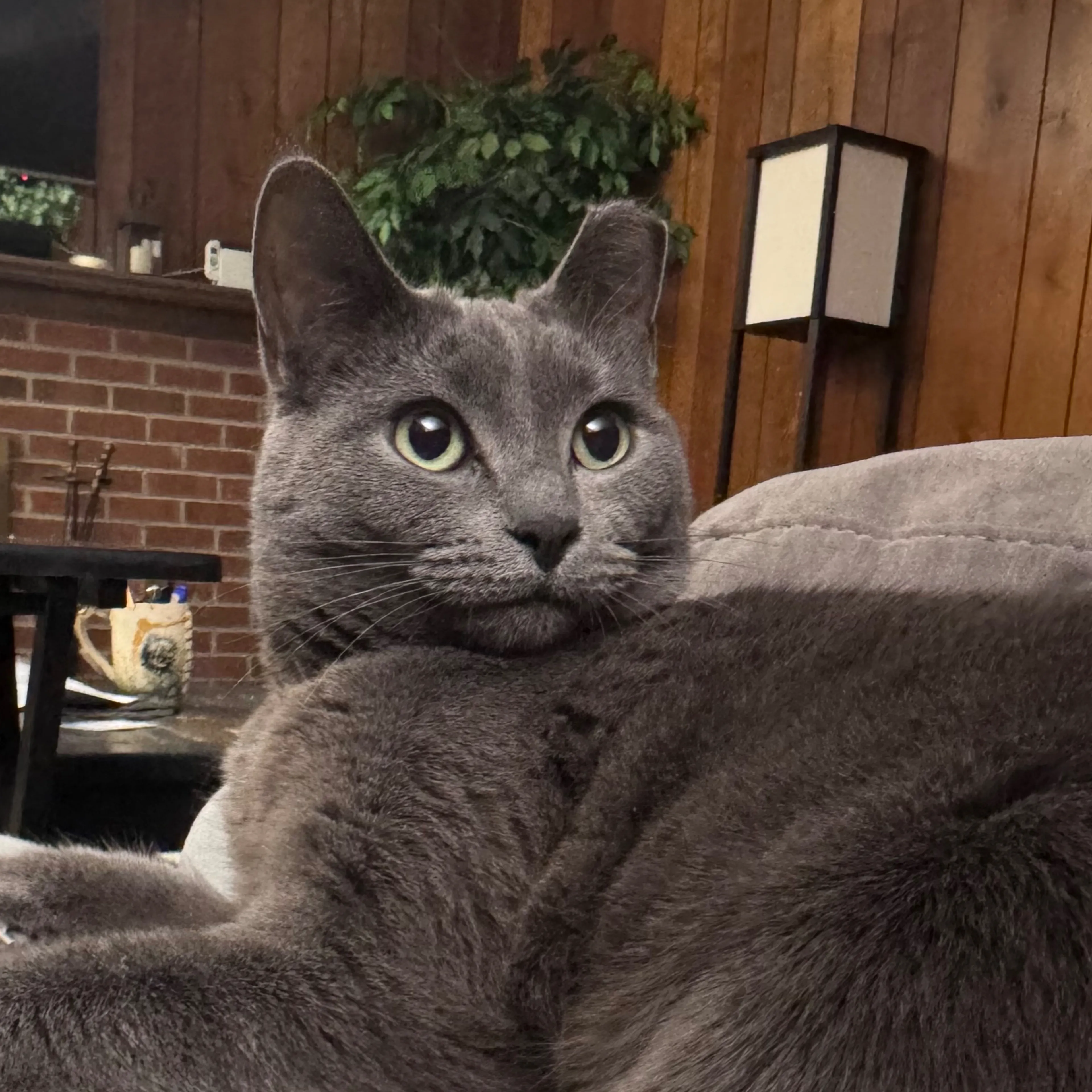 Lost pet-2