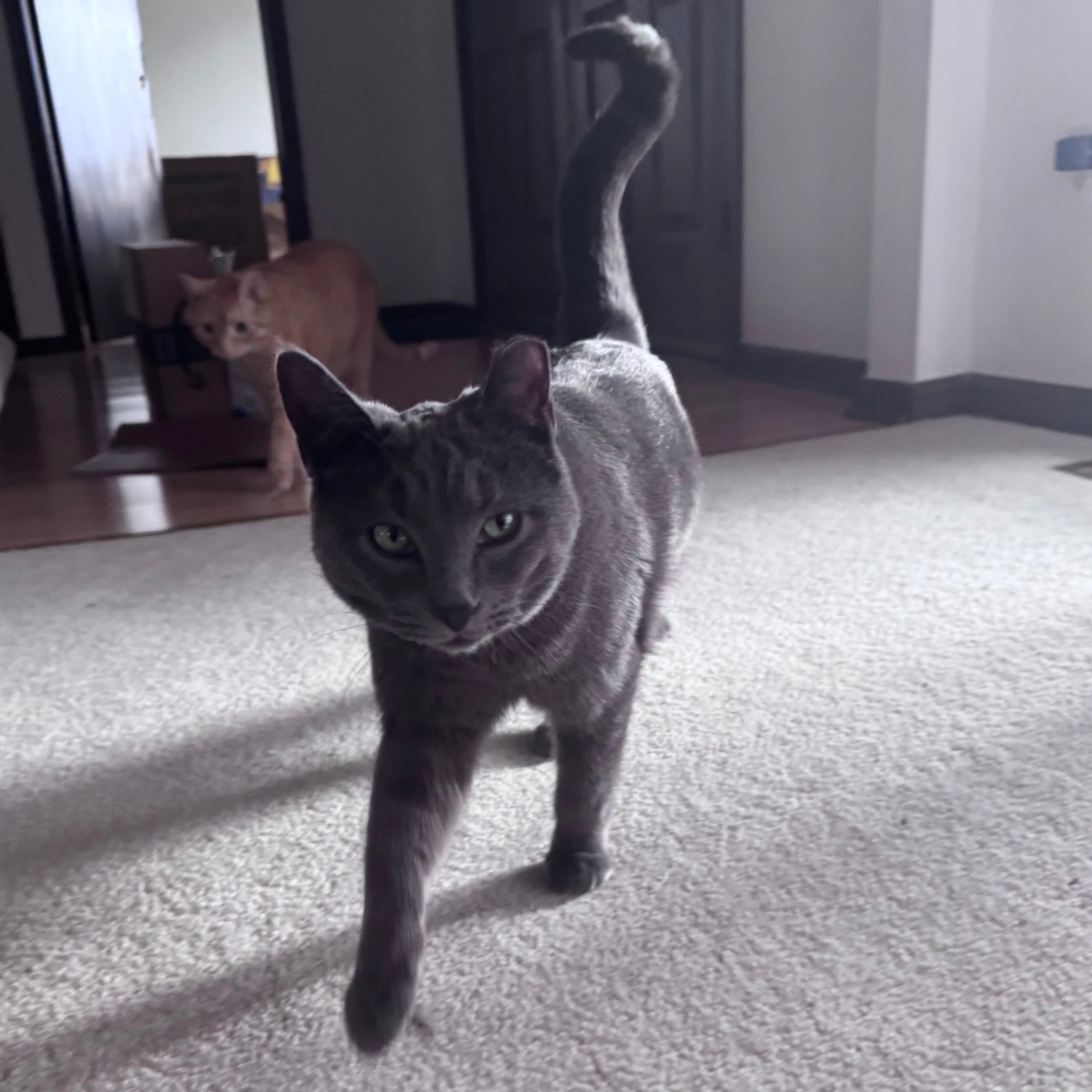 Lost pet-1