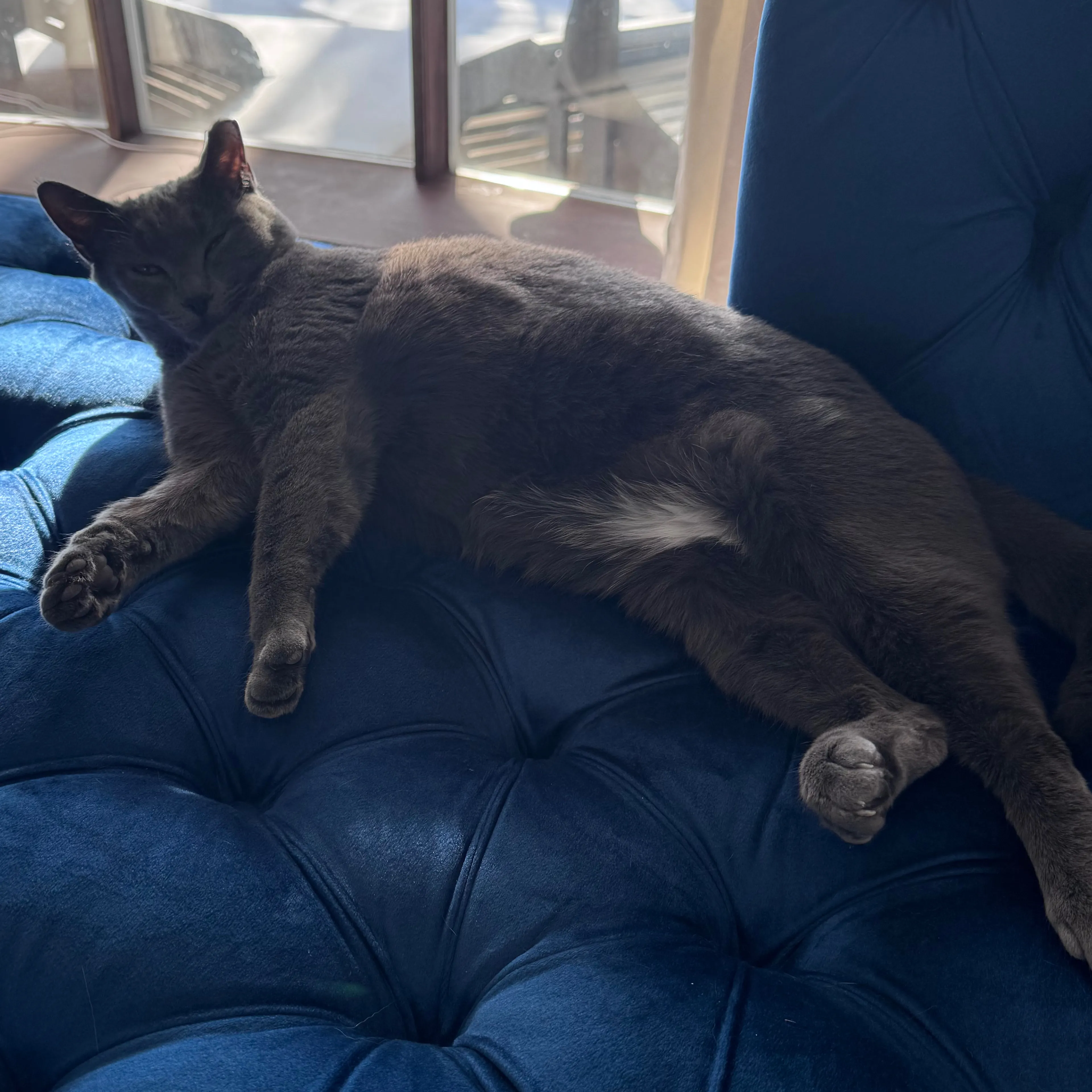 Lost pet-3