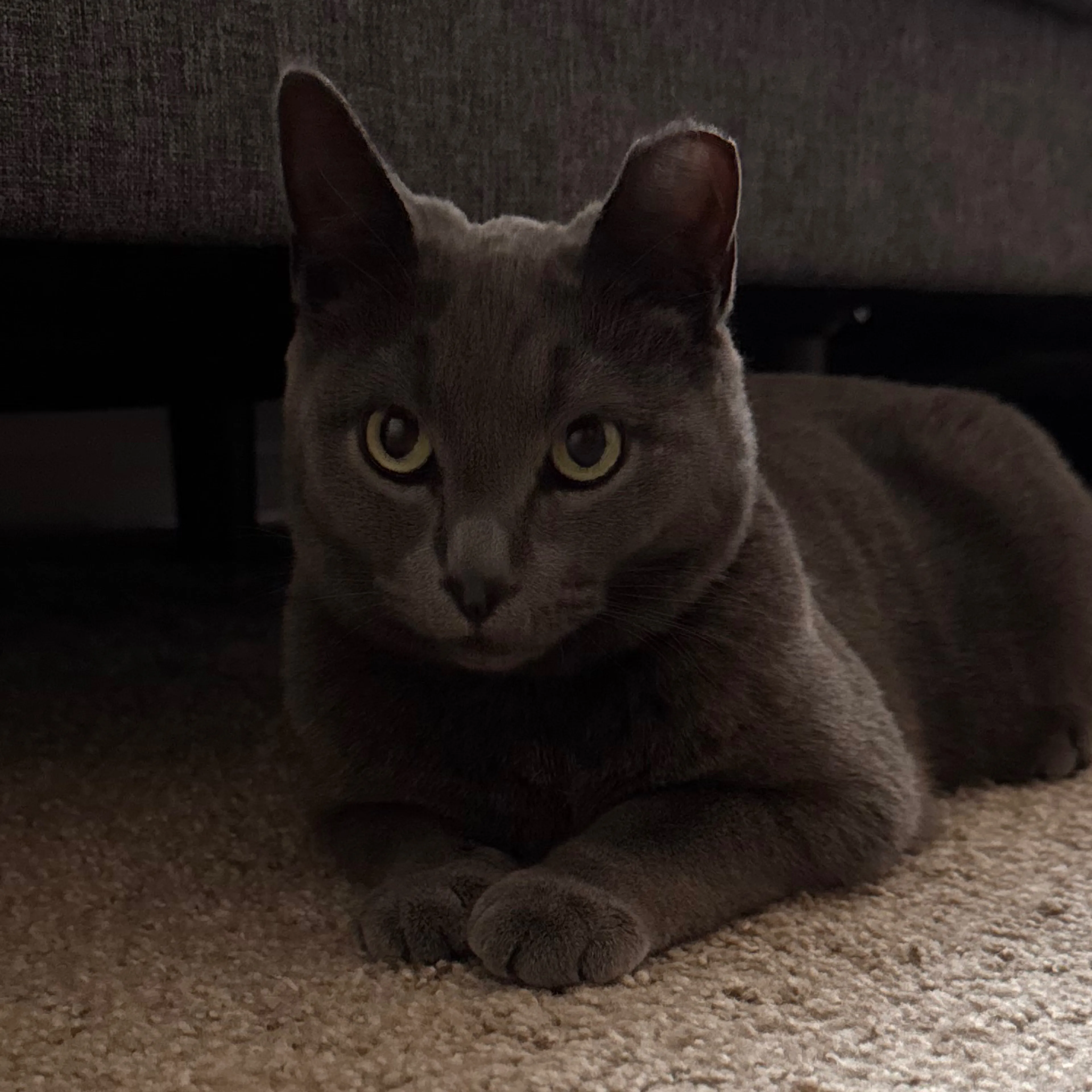 Lost pet-0