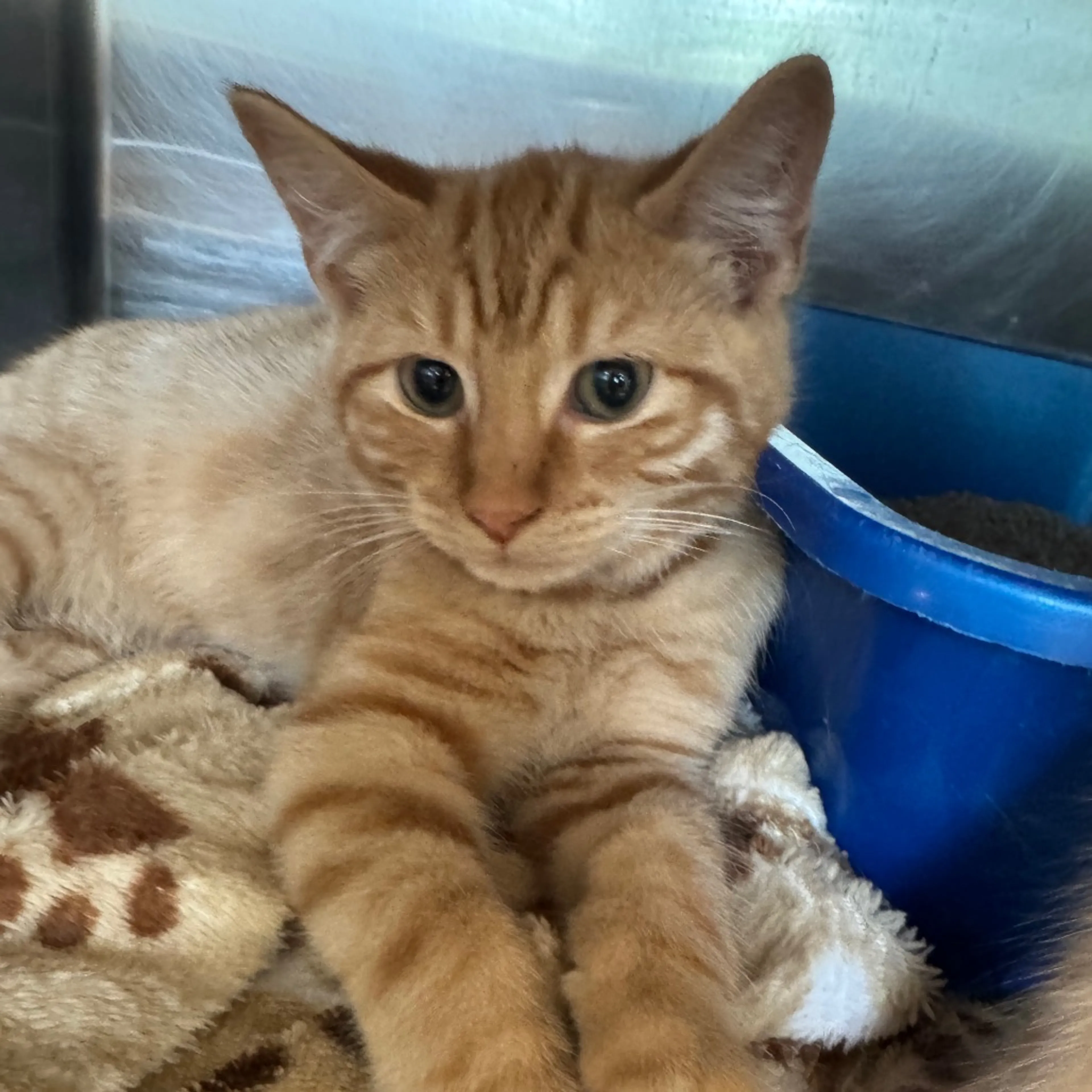 Found pet