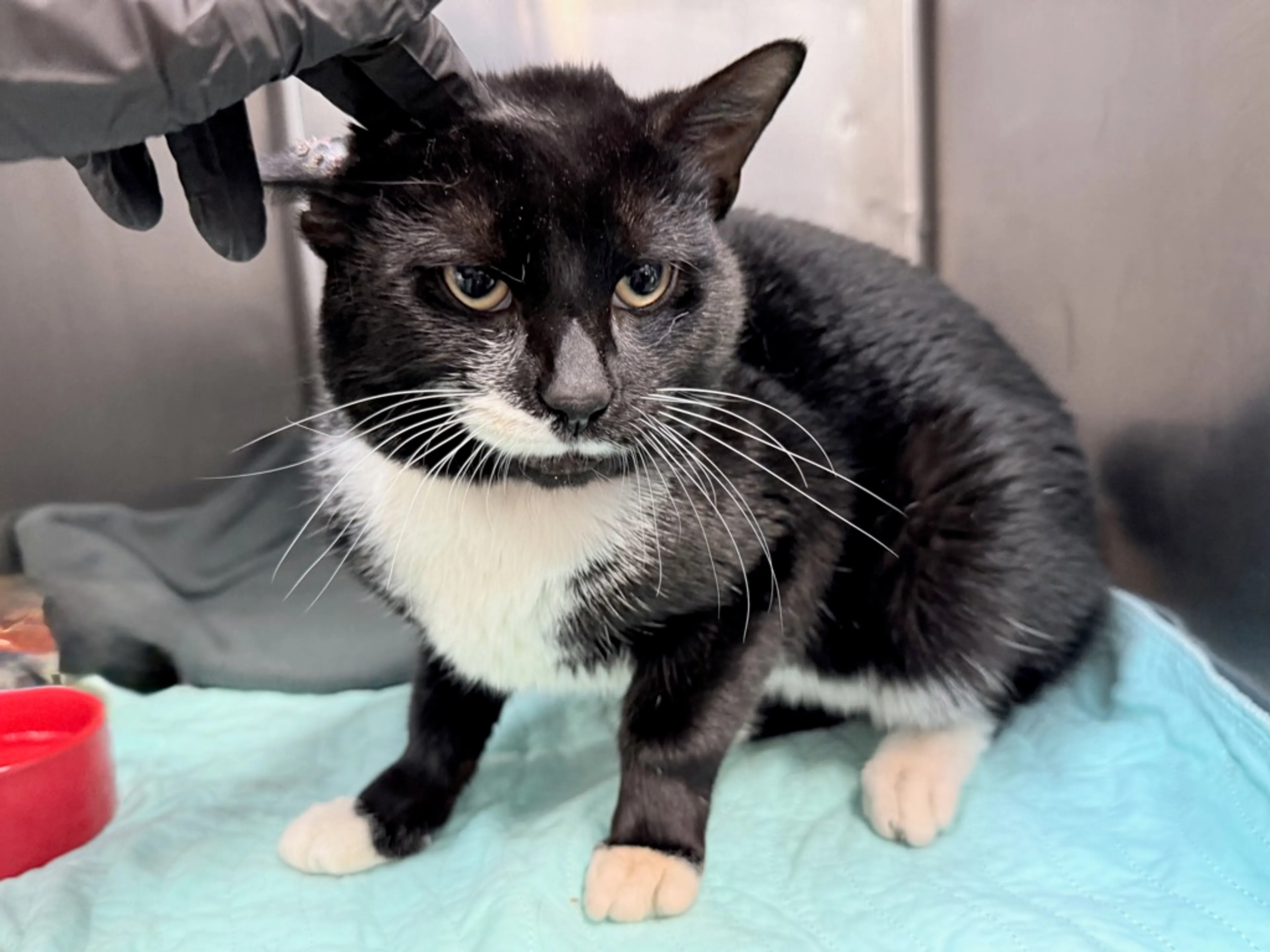 Found pet-3