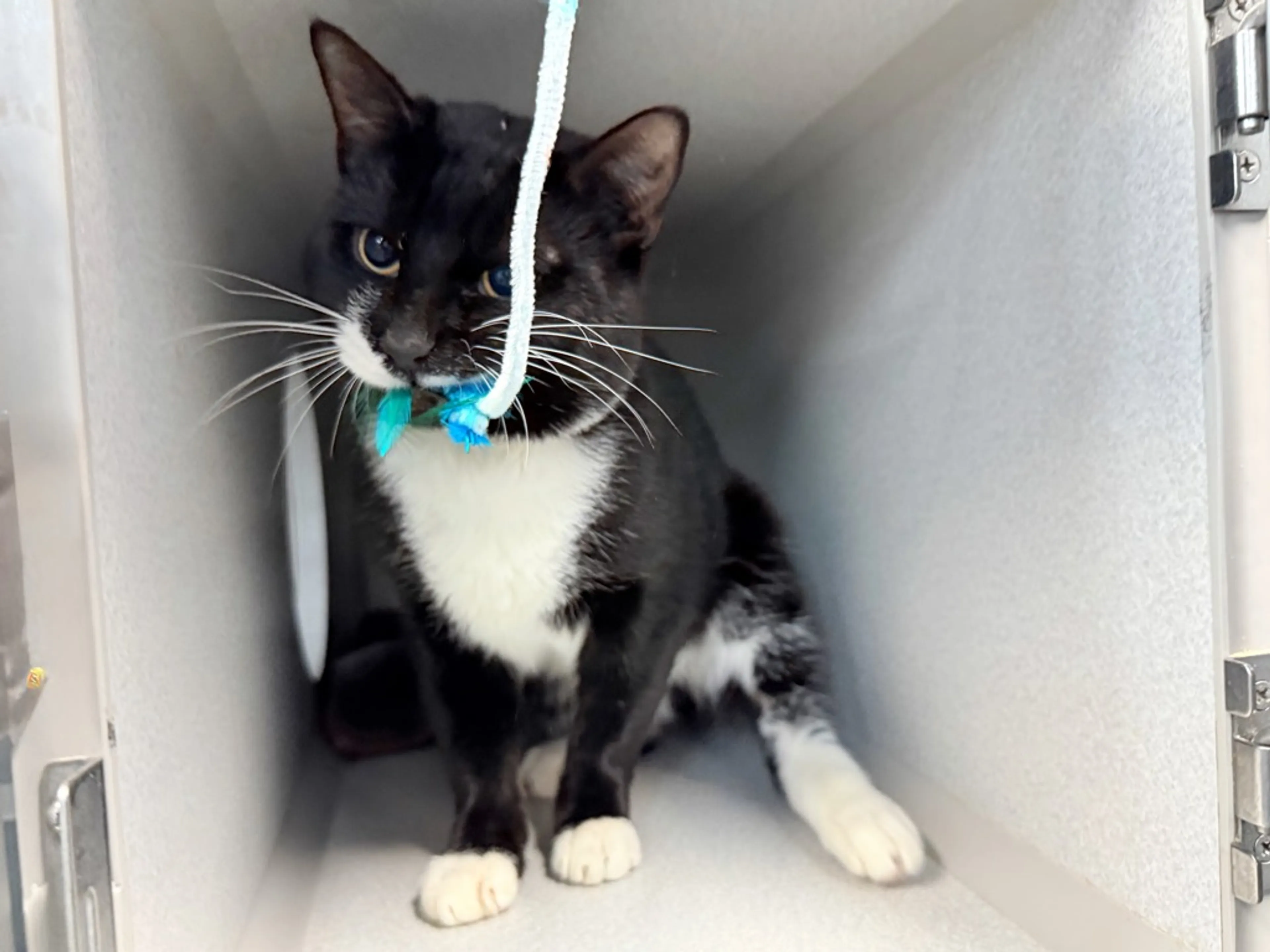 Found pet-1