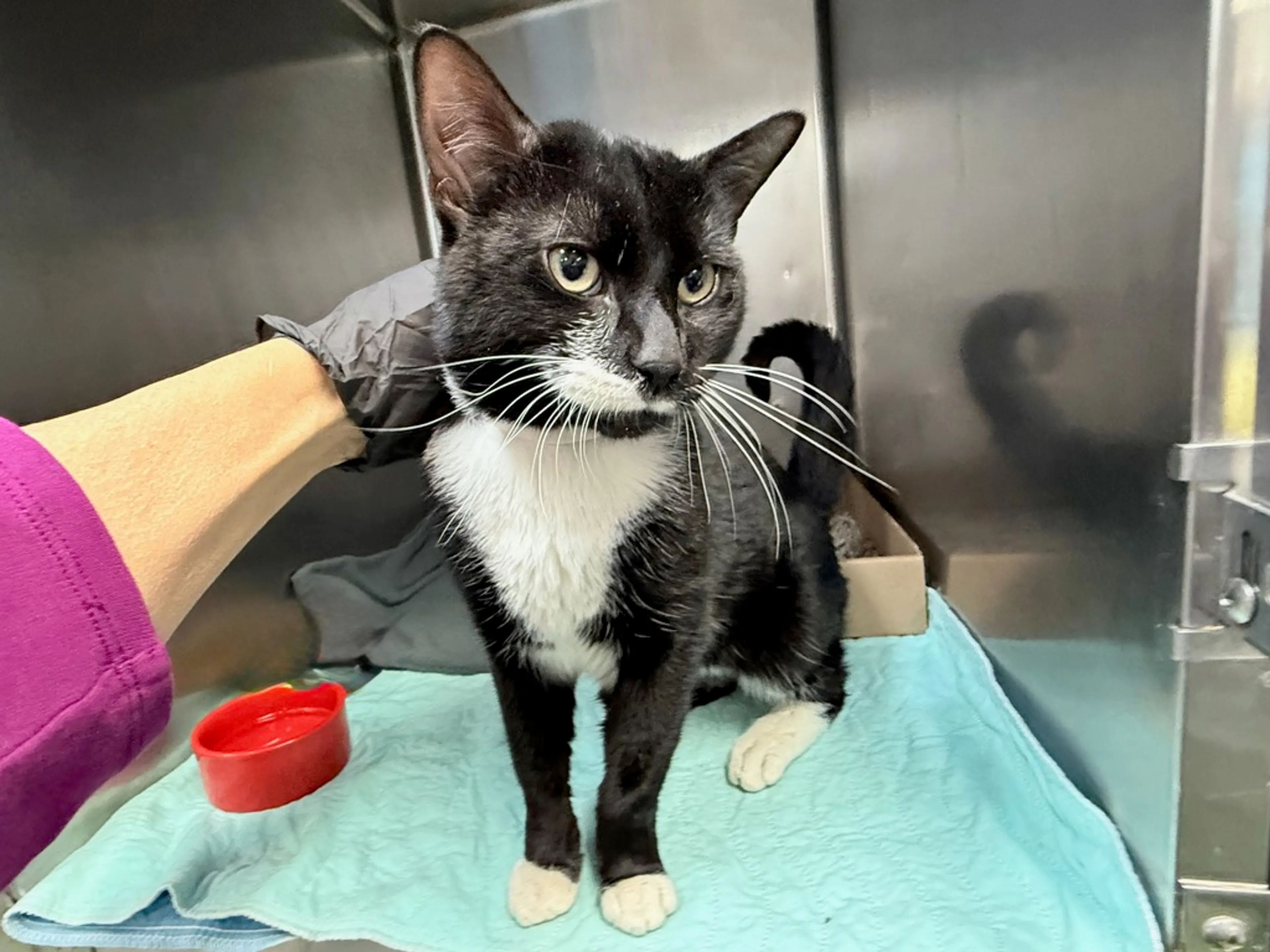 Found pet-4
