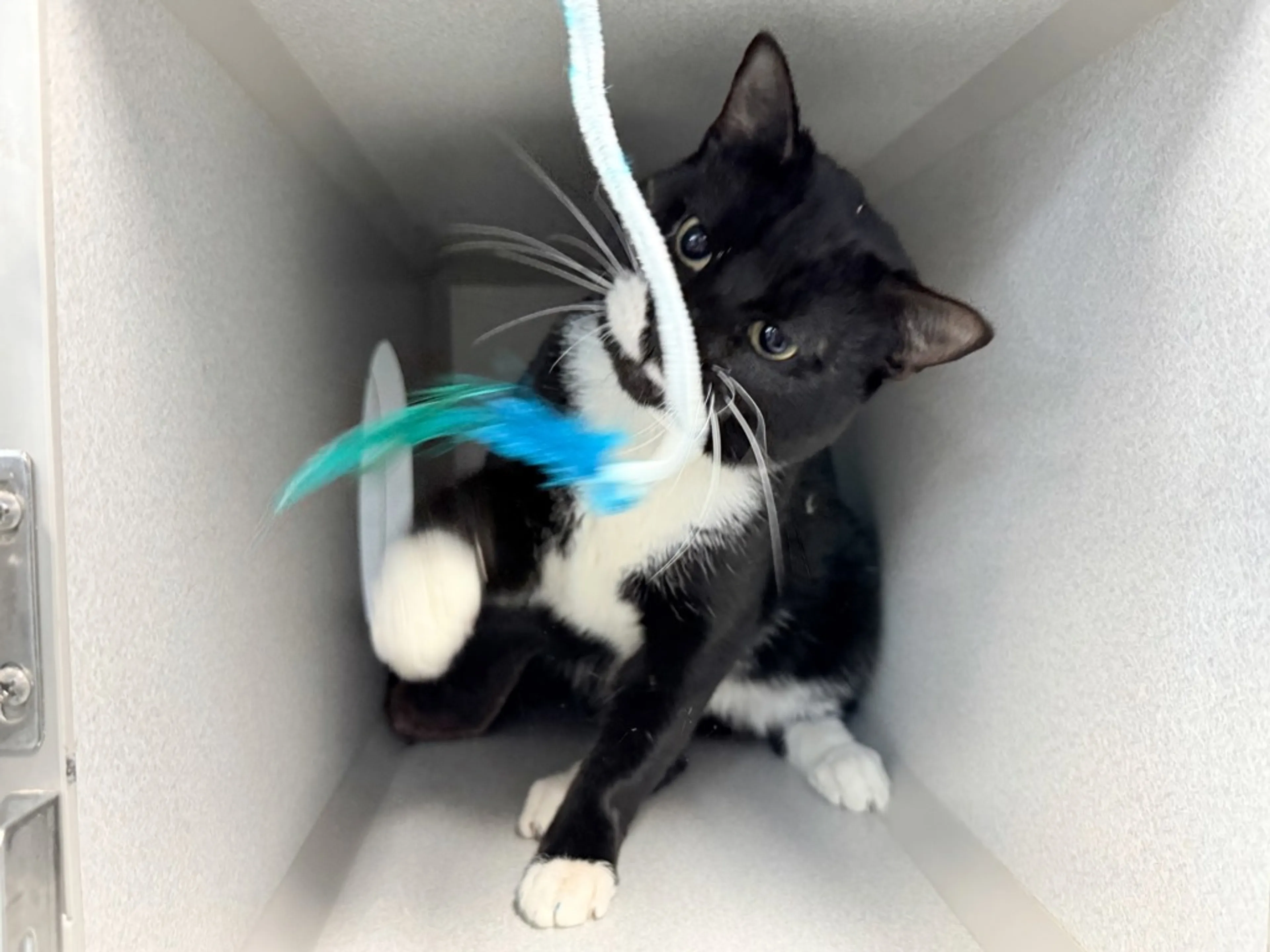 Found pet-2