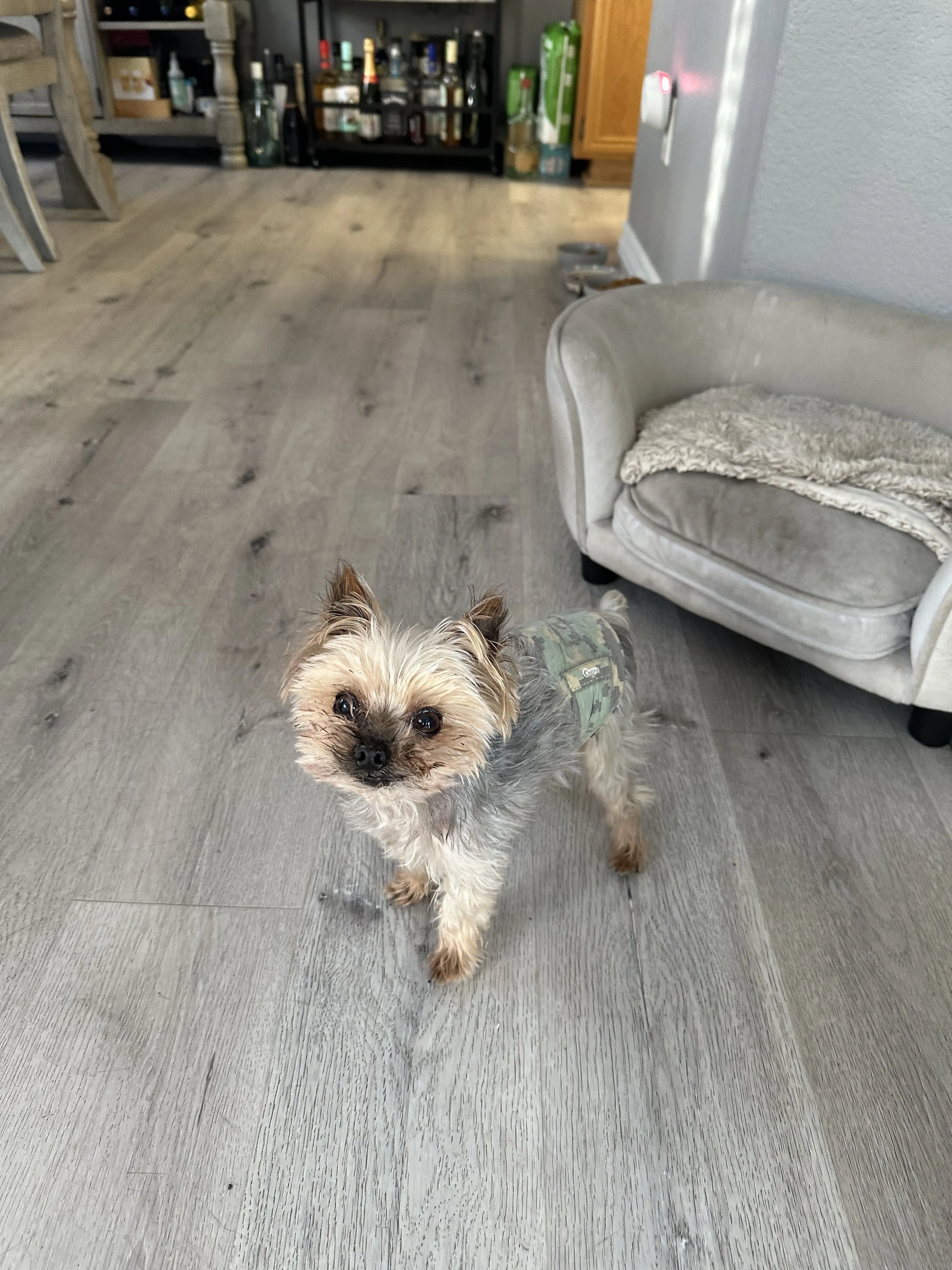 Lost pet