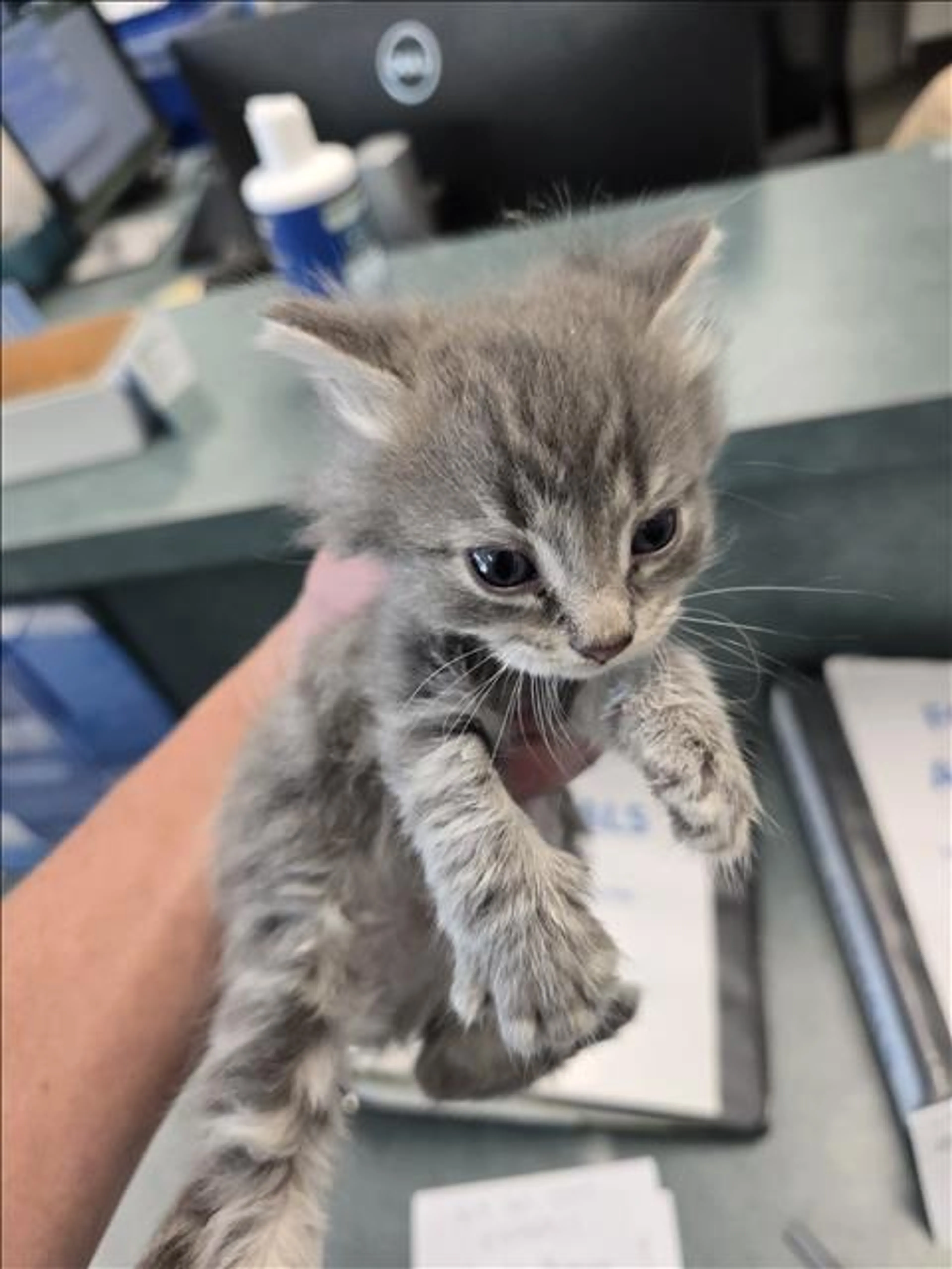 Found pet