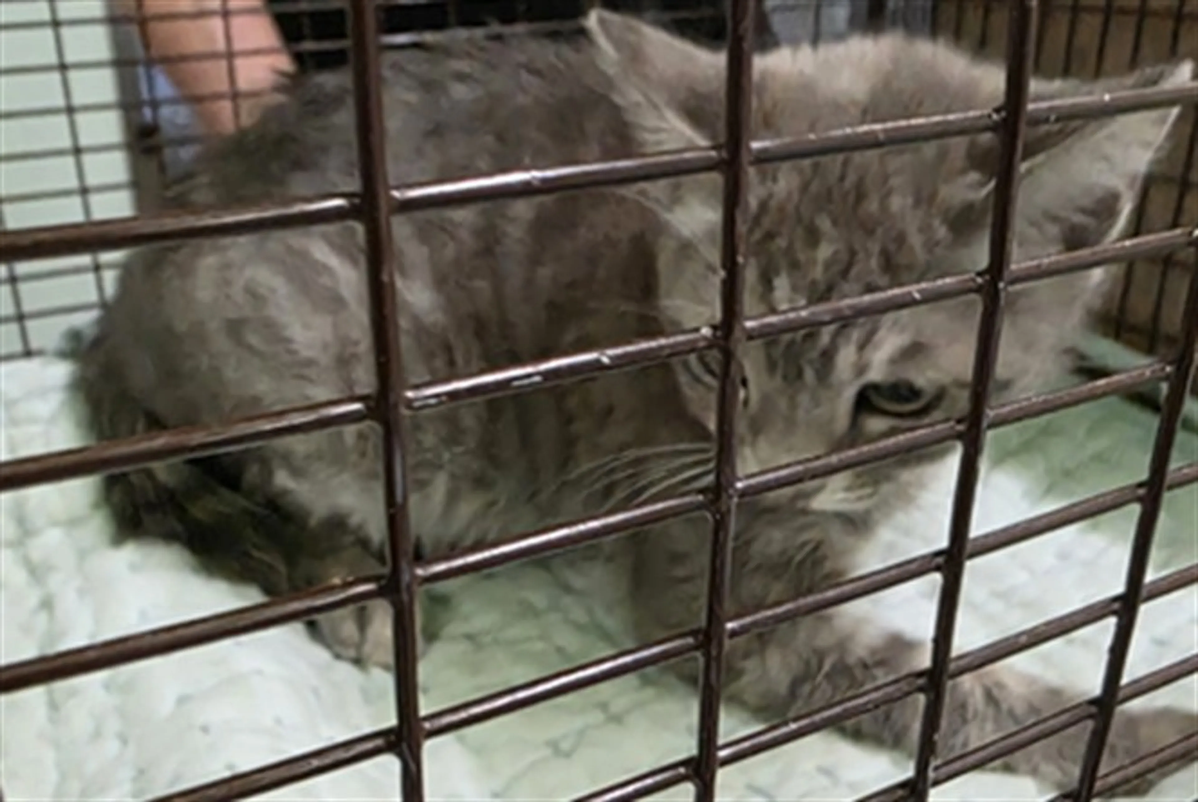 Found pet