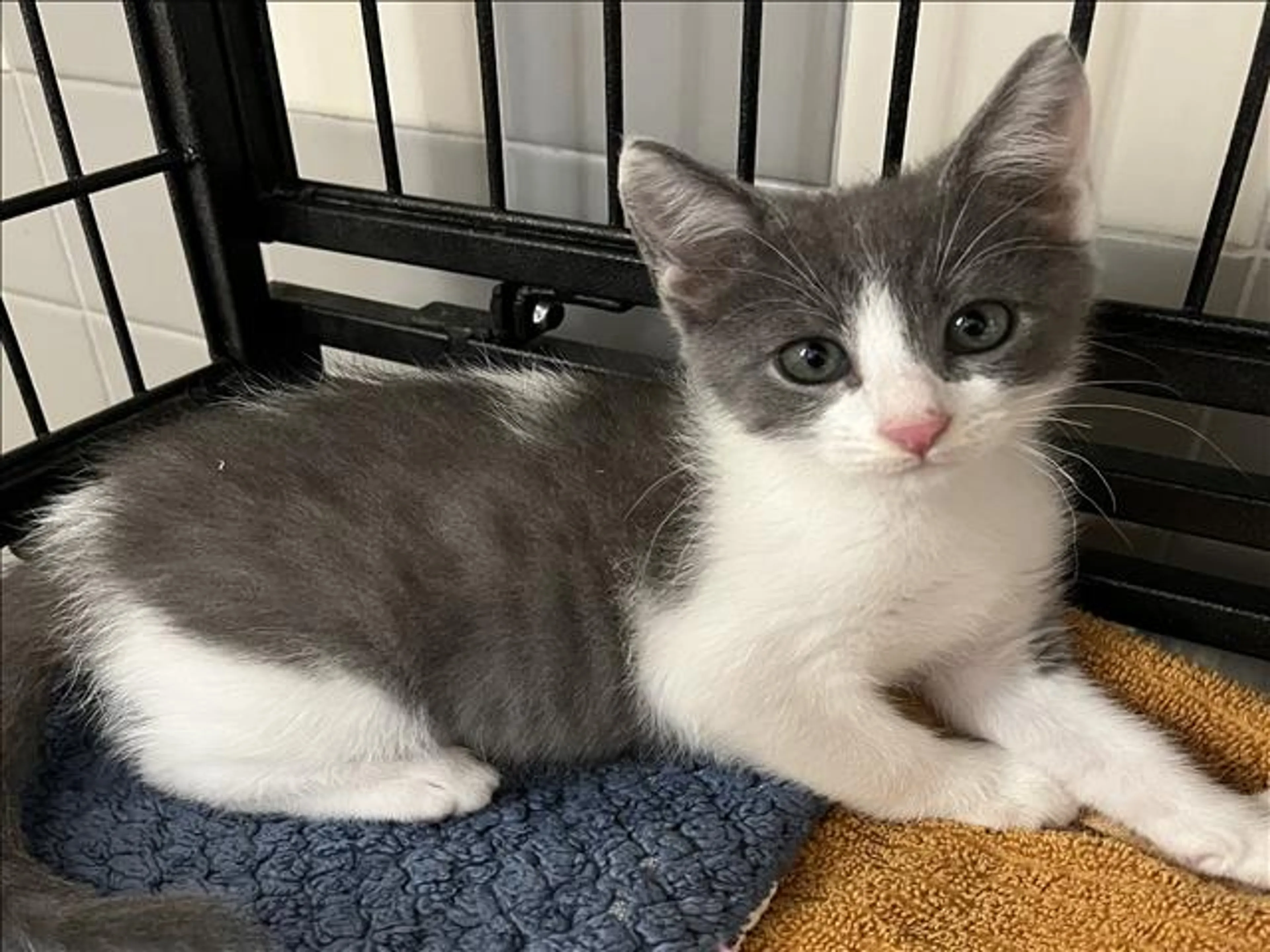 Found pet